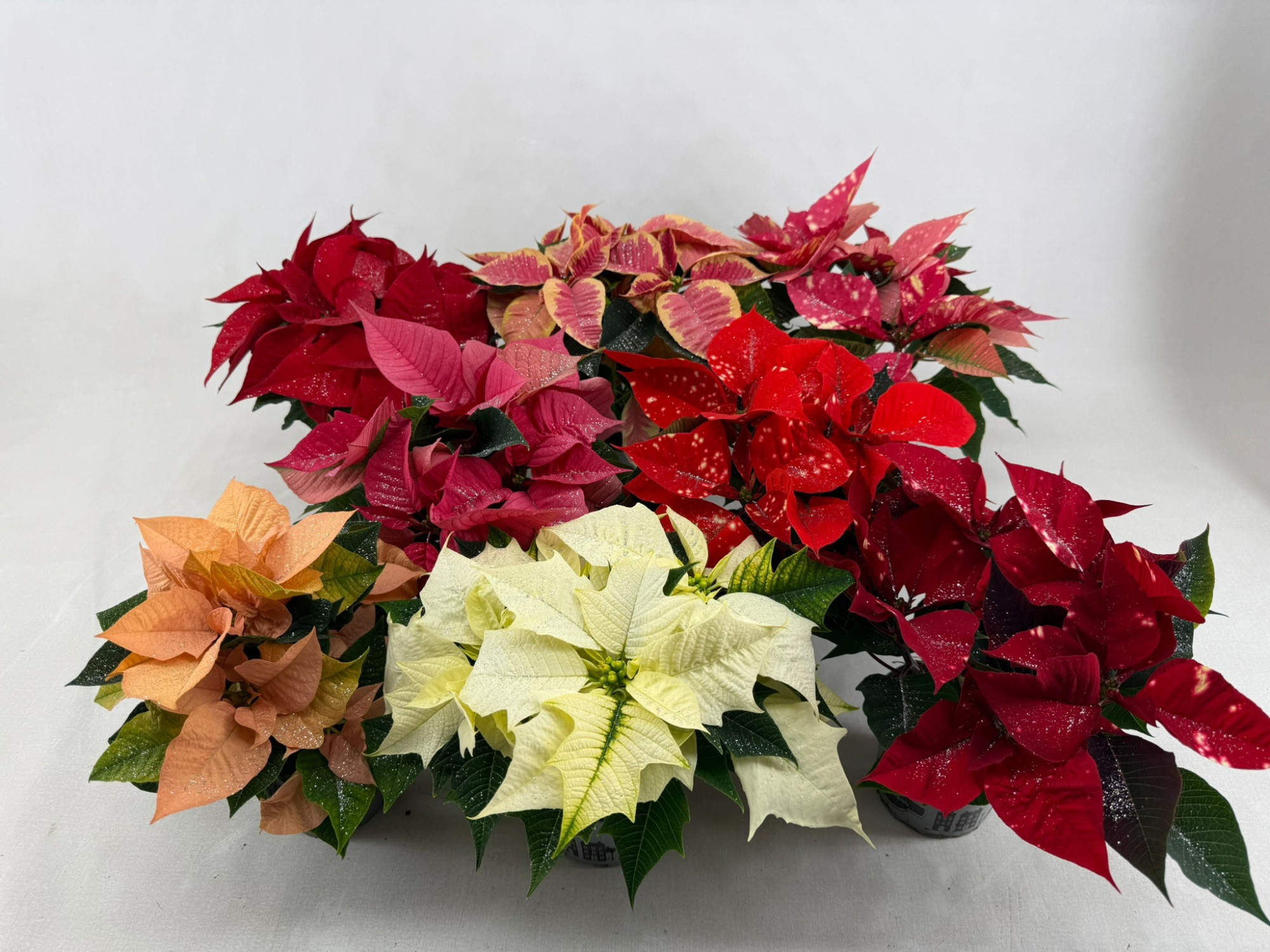 Poin Euphorbia Pulcherrima mixkar pot 10,5 cm minimaal 3 kleuren + zilverglitter, D 10,5 cm