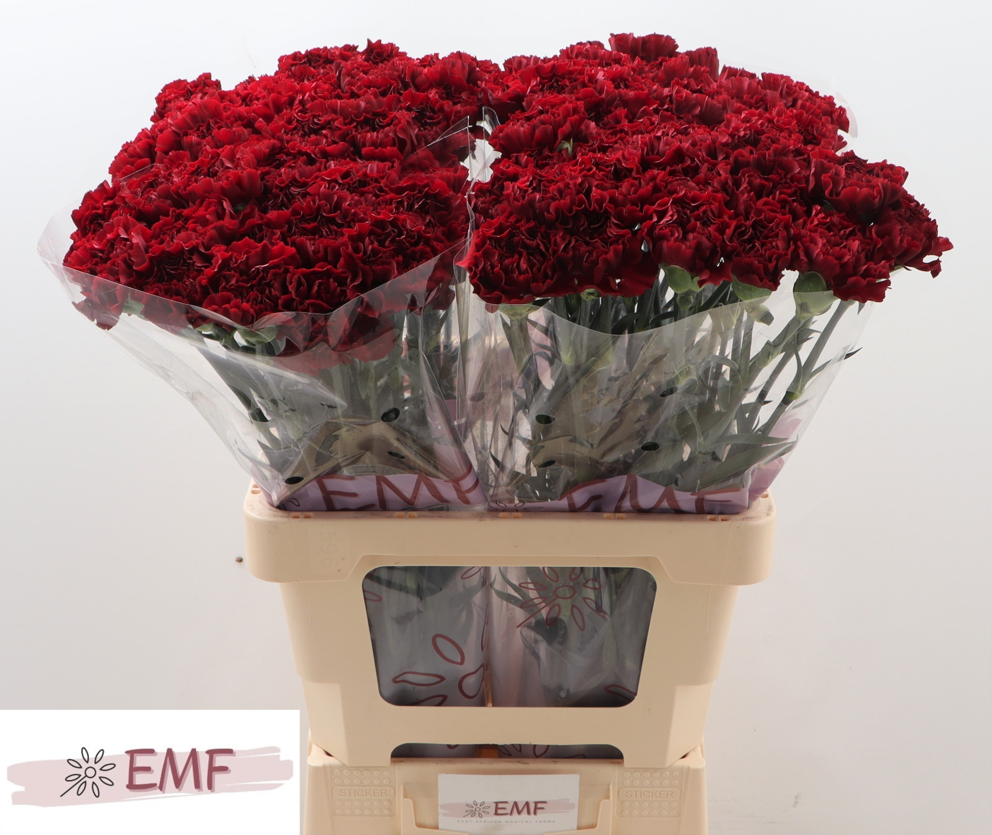 Диантус од. Грэйс, шт.