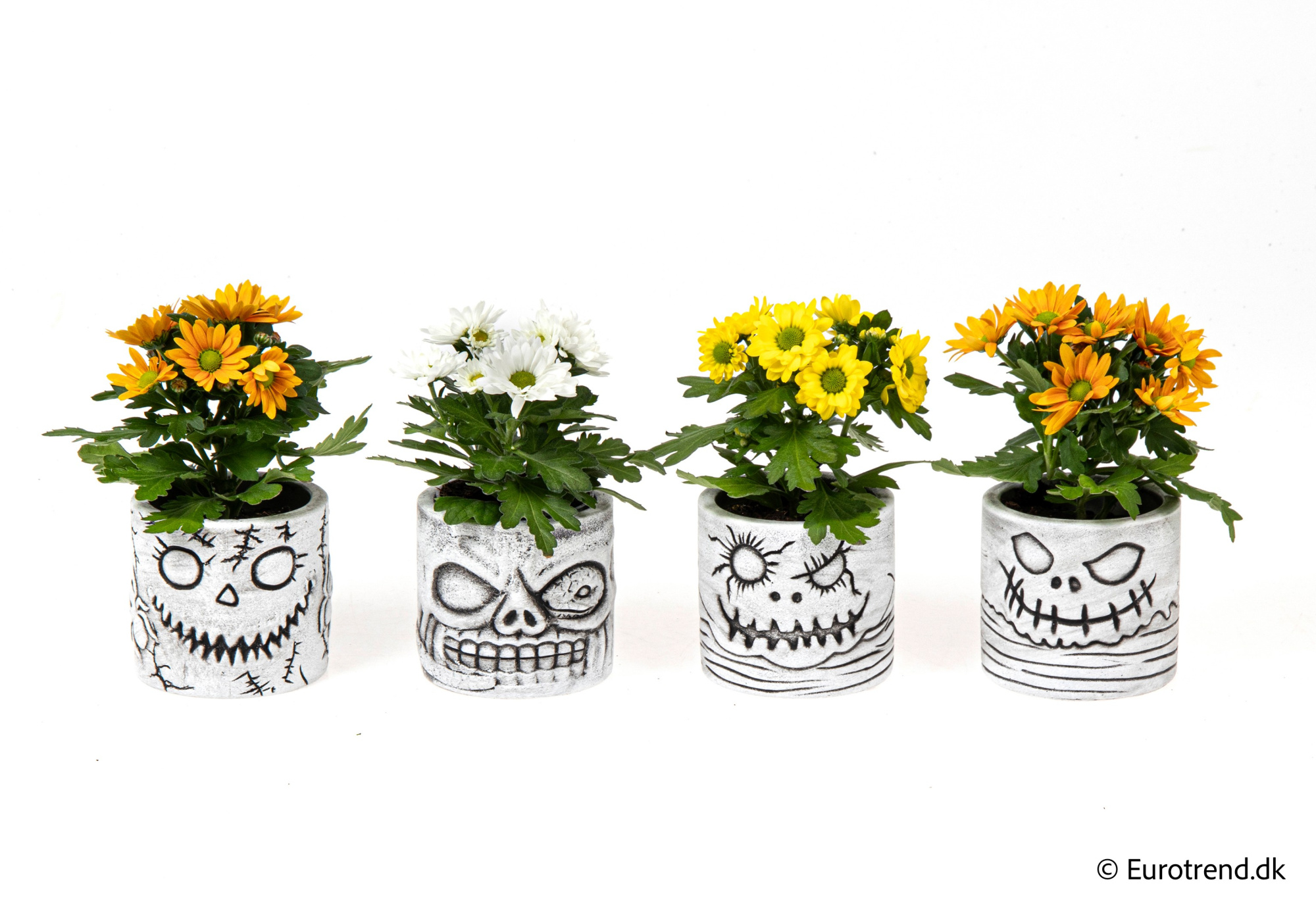 Chrysanthemum in Halloween ceramic 2025, D 6 cm