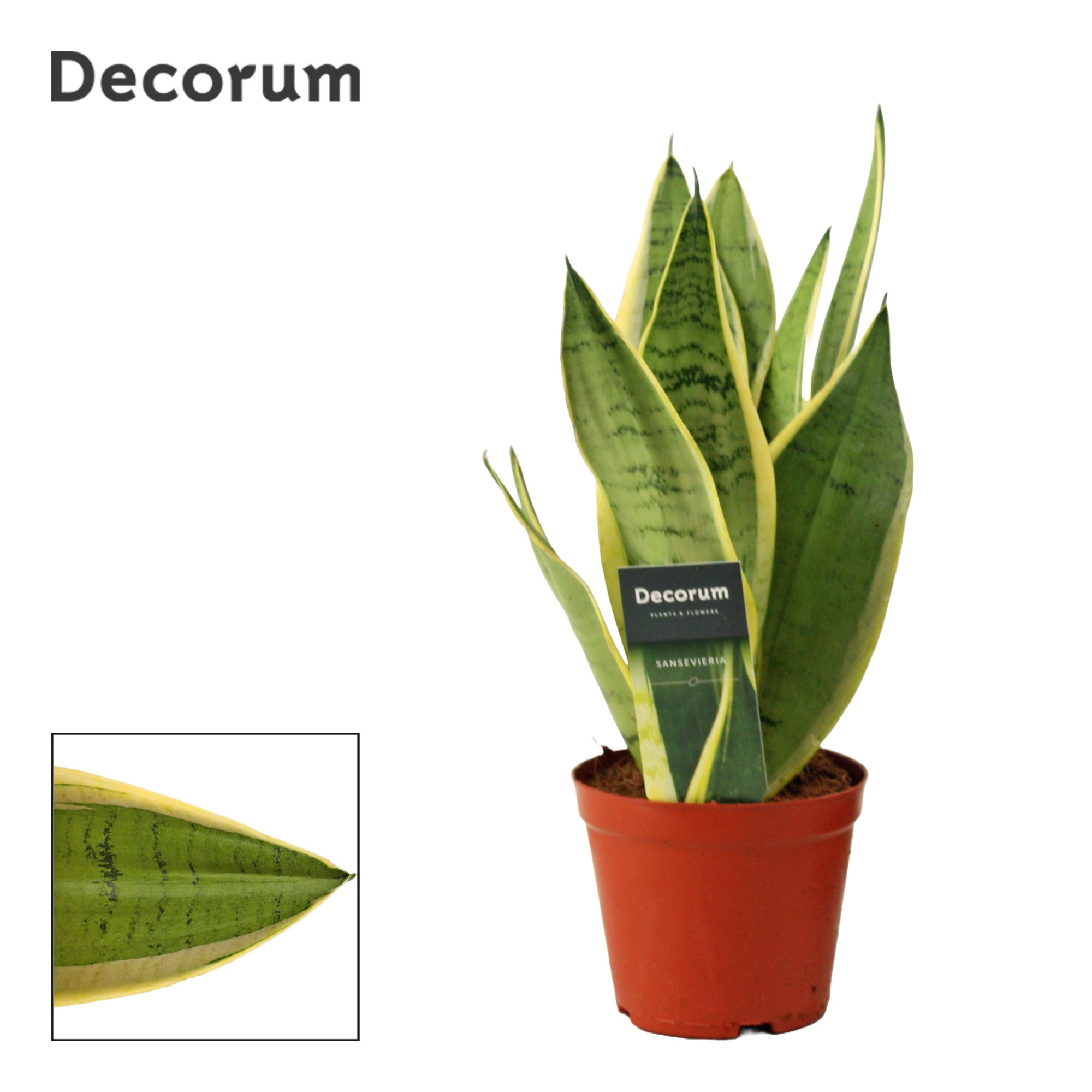Sansevieria White Snow 12 cm (Decorum), D 12 cm