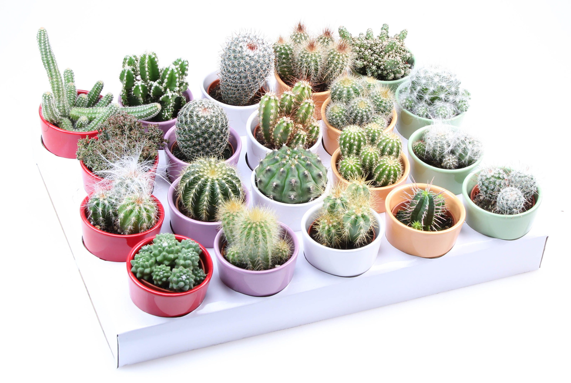 Cactus kleurpot, D 7 cm