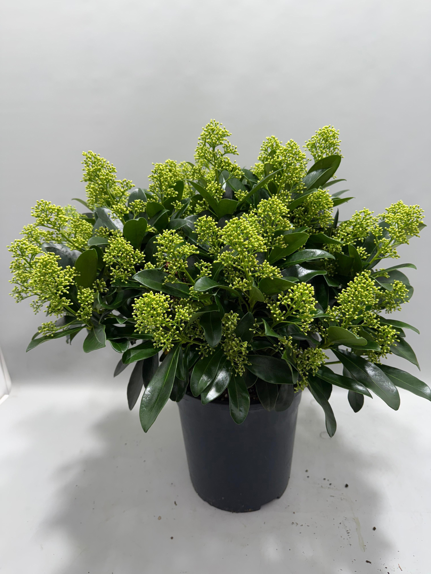 Skimmia p23cm Finchy, D 24 cm