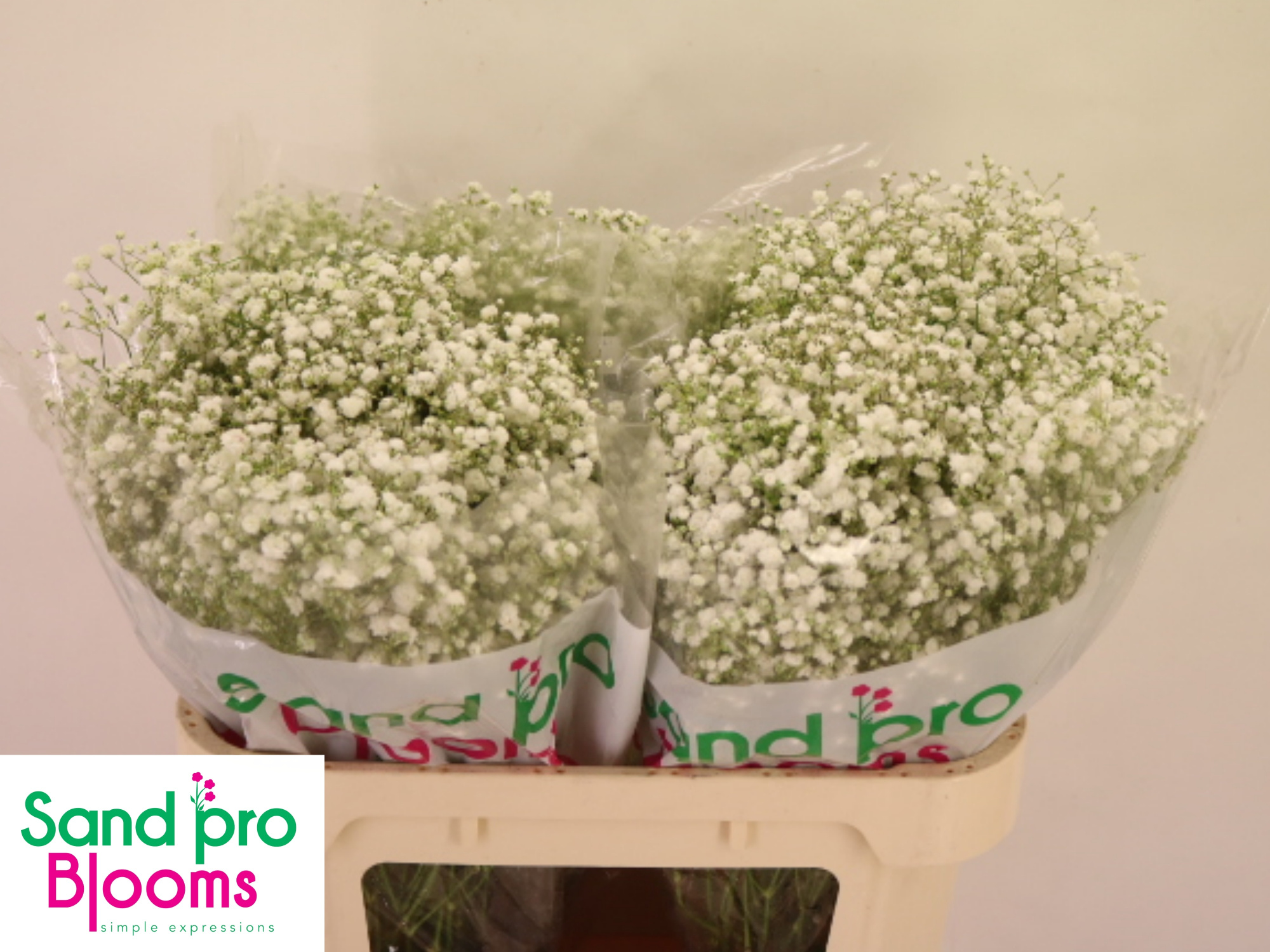 Гипсофила Экселенс 70, шт.