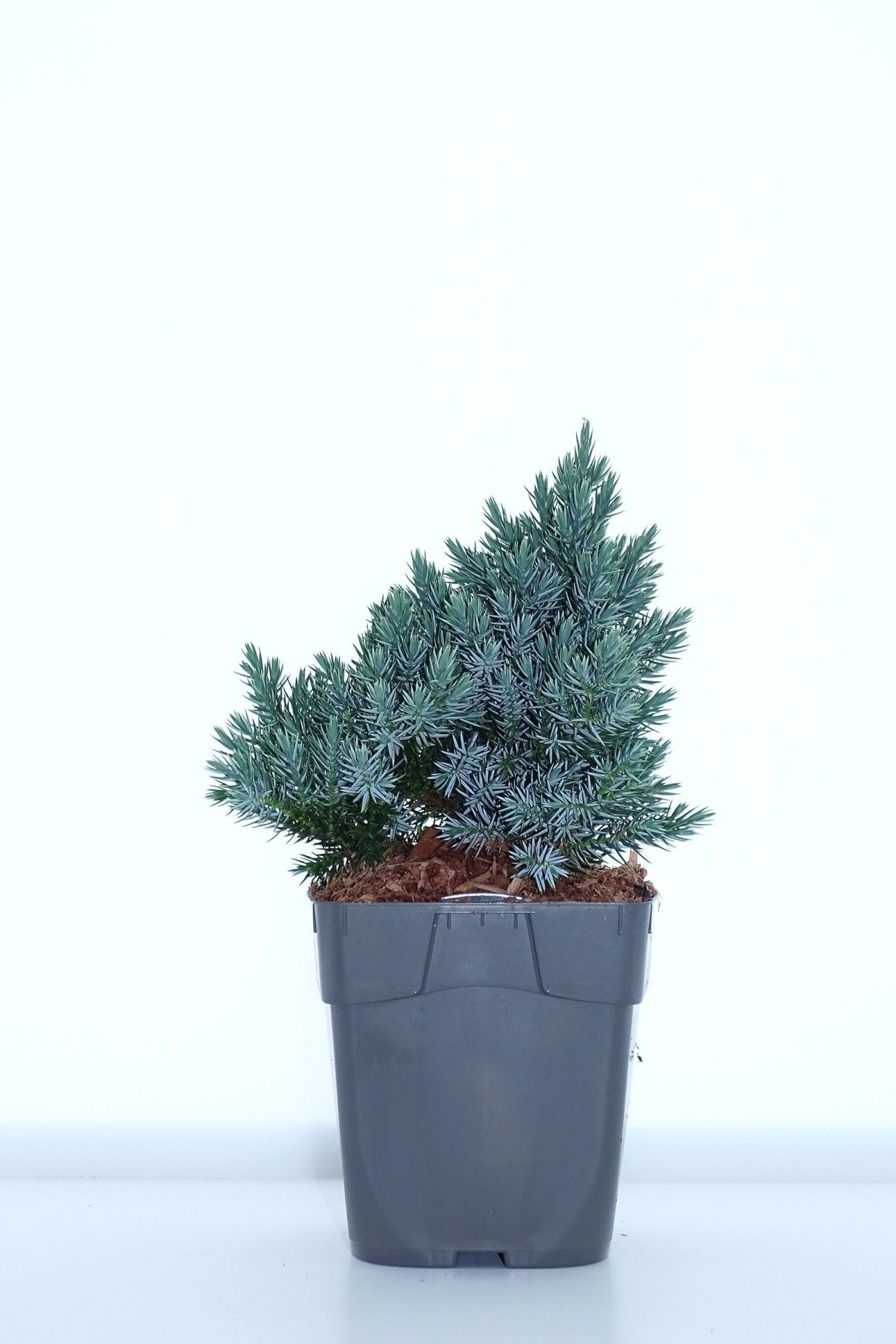 Juniperus sq. 'Blue star', D 12