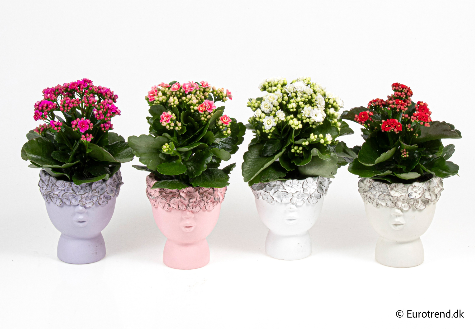 Kalanchoe Roseflowers in Valentine ceramic 2026, D 10,5