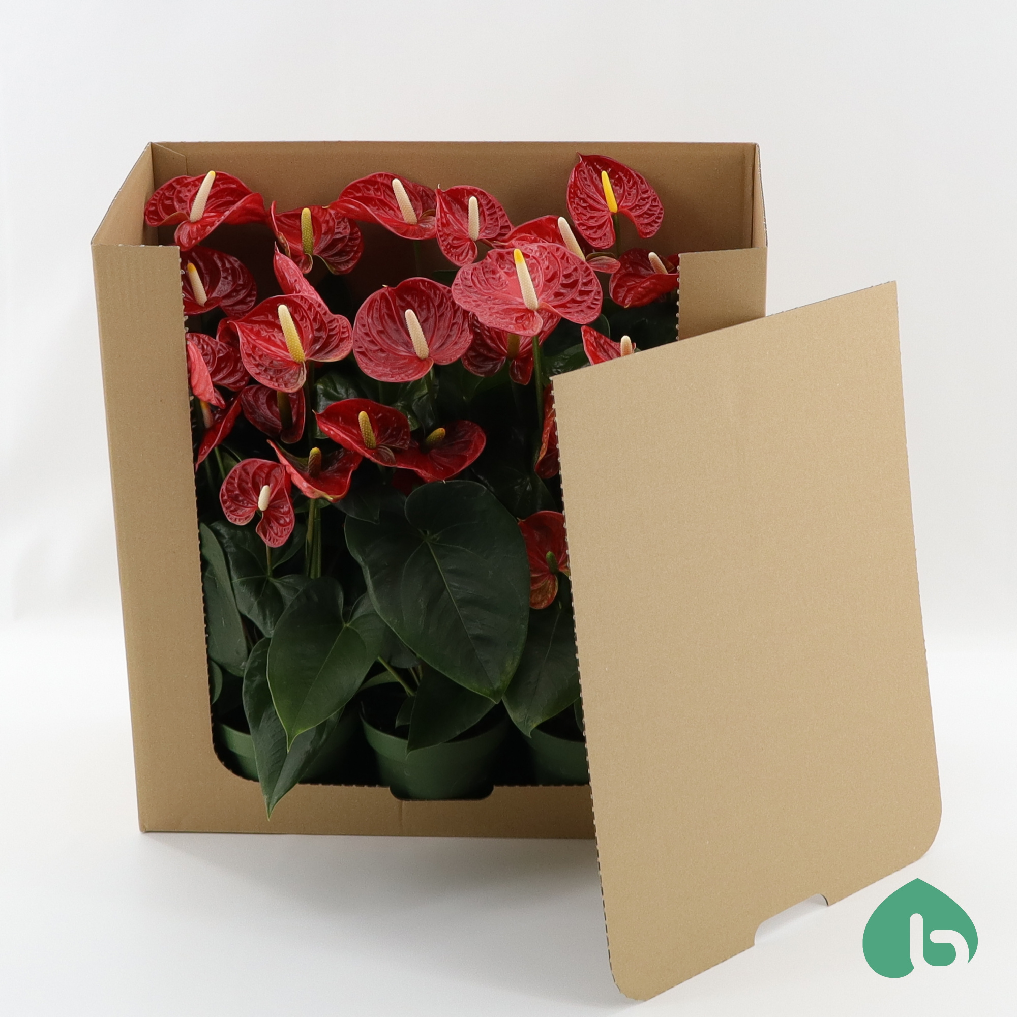 Anthurium Red ''Big Flowers Without Sleeve'' Madural, D 14