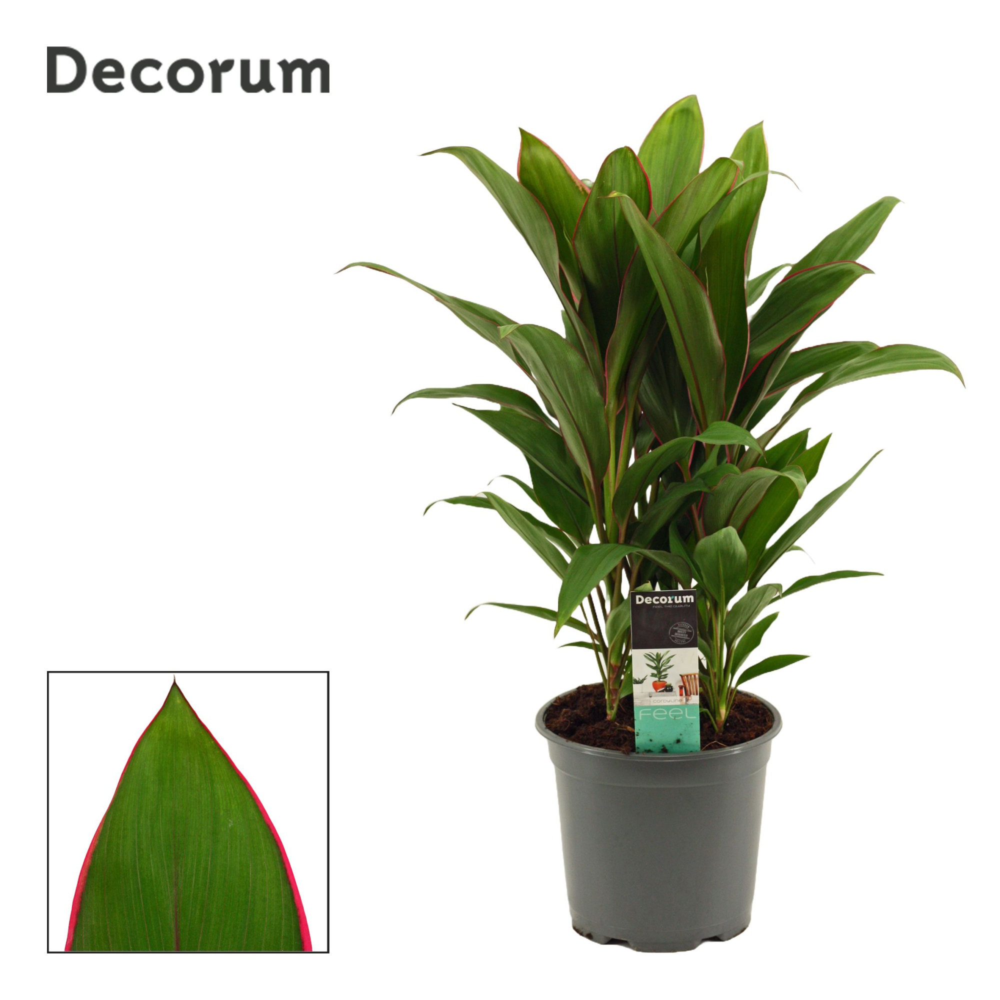 Cordyline Salsa toef 19 cm (Decorum), D 19