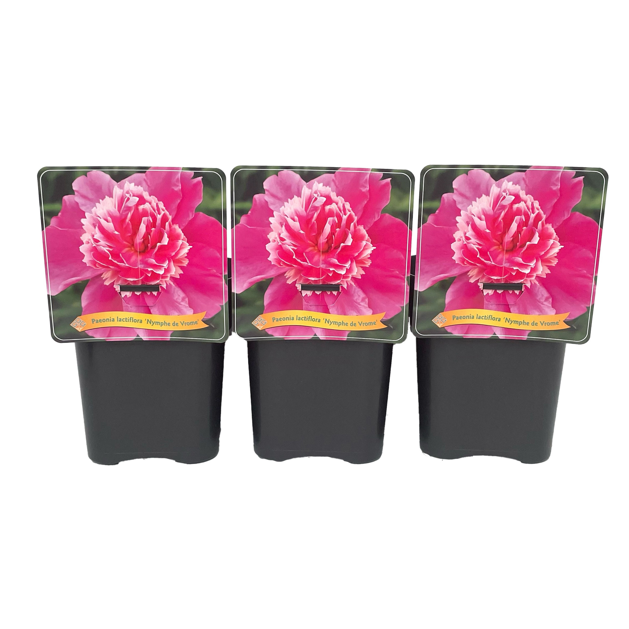 Paeonia lactiflora 'Nymphe de Vrome' C5, D 21 cm