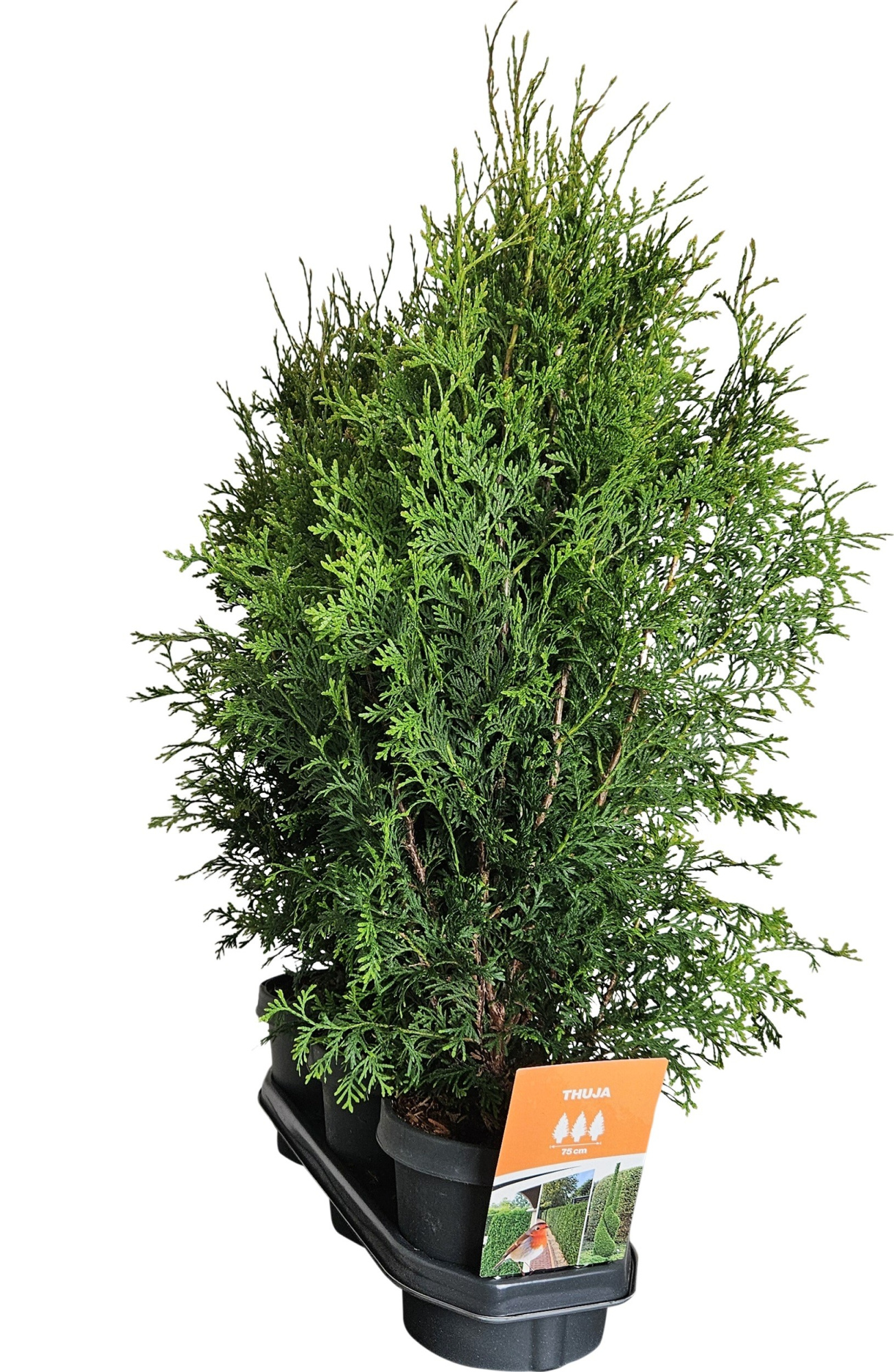 Hedgeline Thuja occidentalis (King of) Brabant C3, D 19 cm