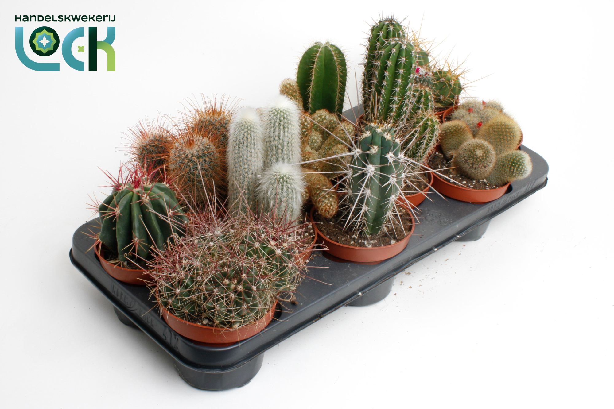 Cactus mix, D 10,5 cm
