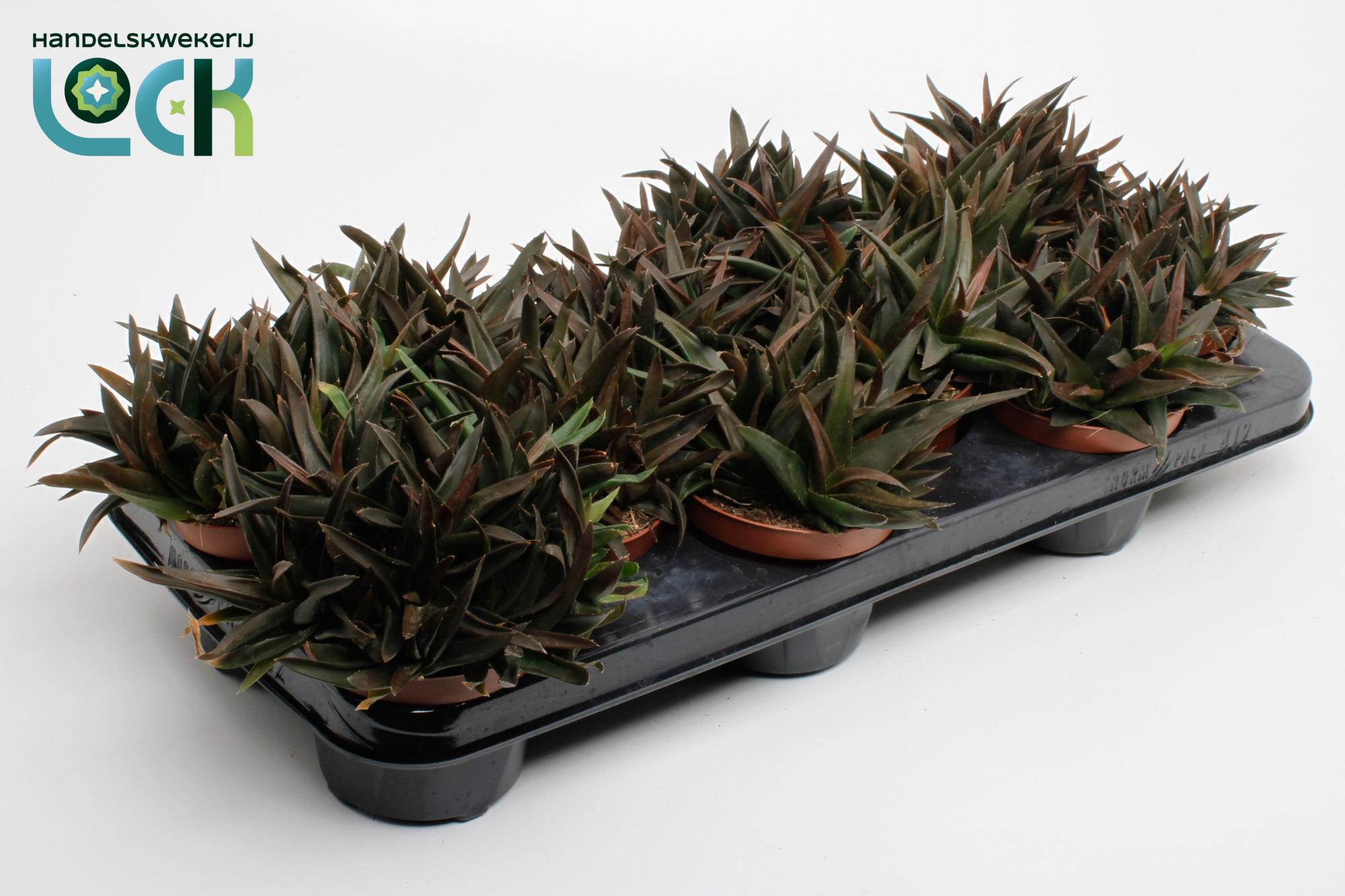 Haworthia Pentagona (Black Gem), D 10,5 cm