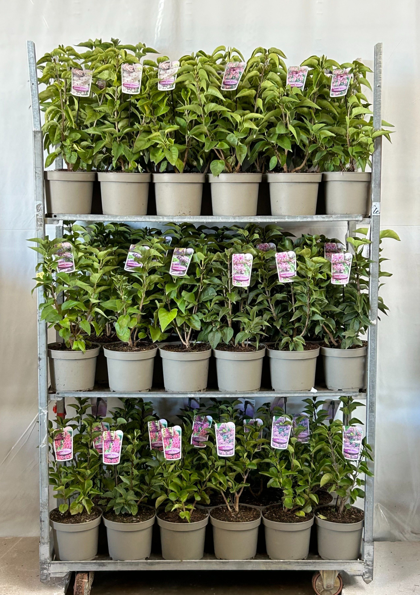 Syringa vulgaris mix, D 23 cm