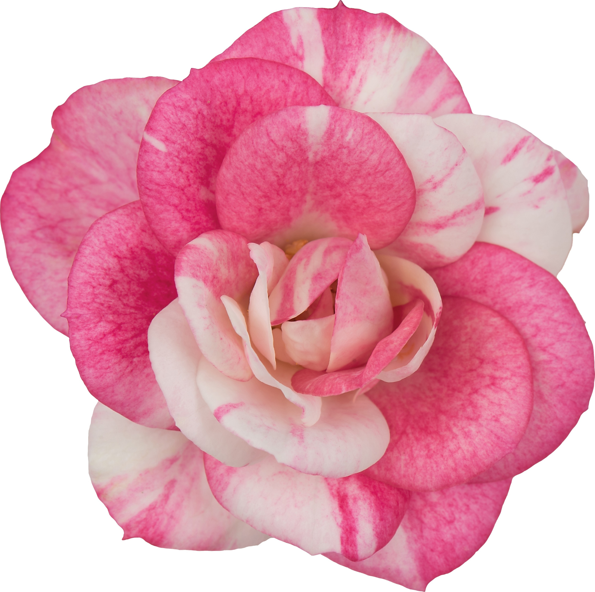 Nolina Roses Excellent Bowl Ø 23 cm. Vieve, D 23