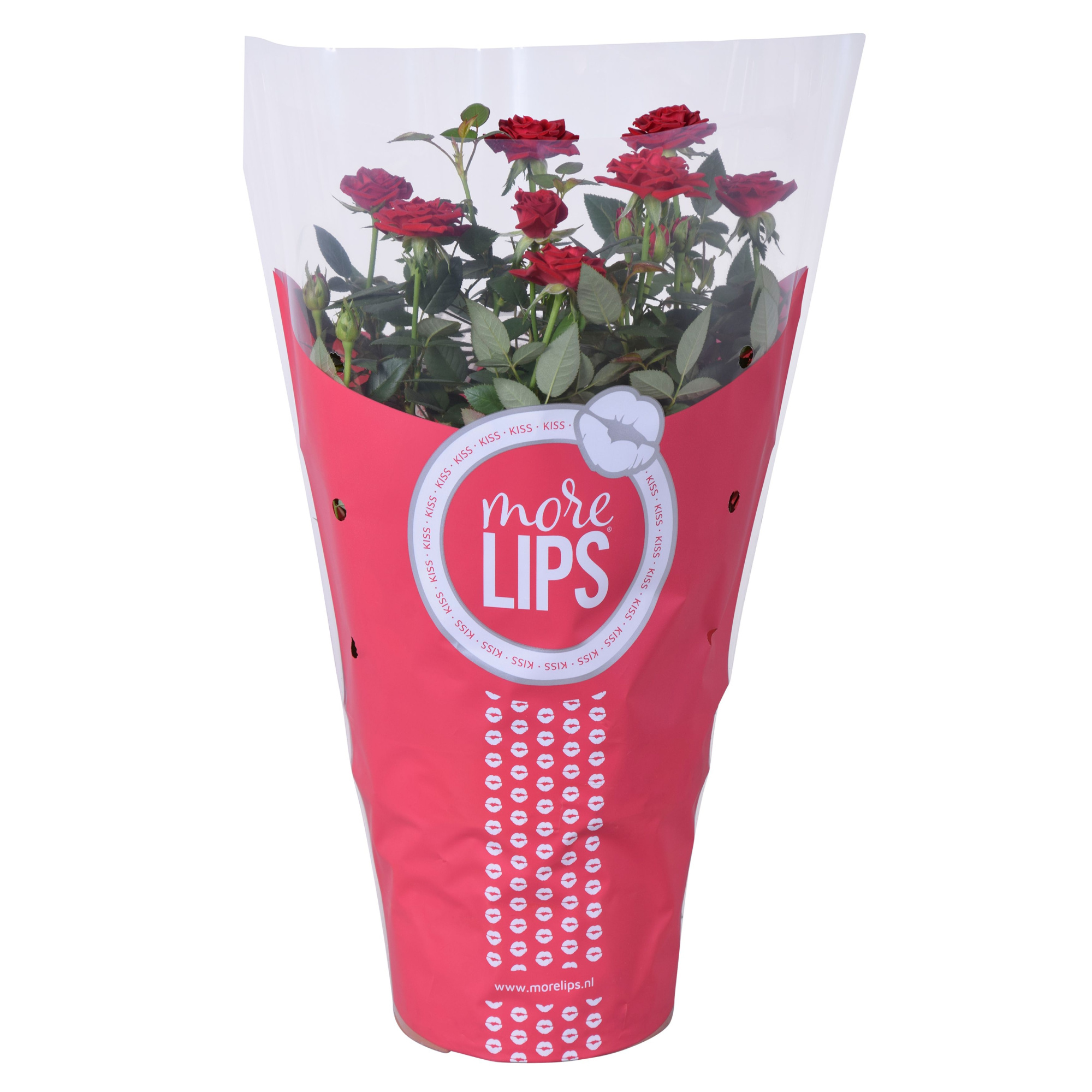Rosa Favourite Roses red MoreLips, D 17