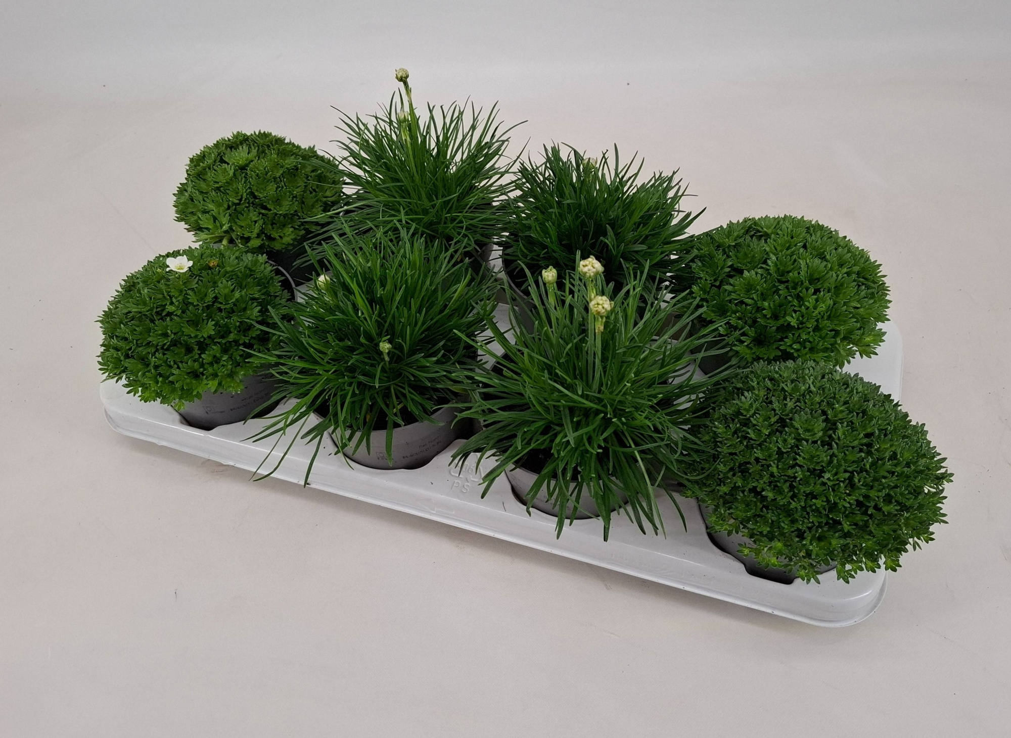 Vaste Planten mix 12 cm, D 12