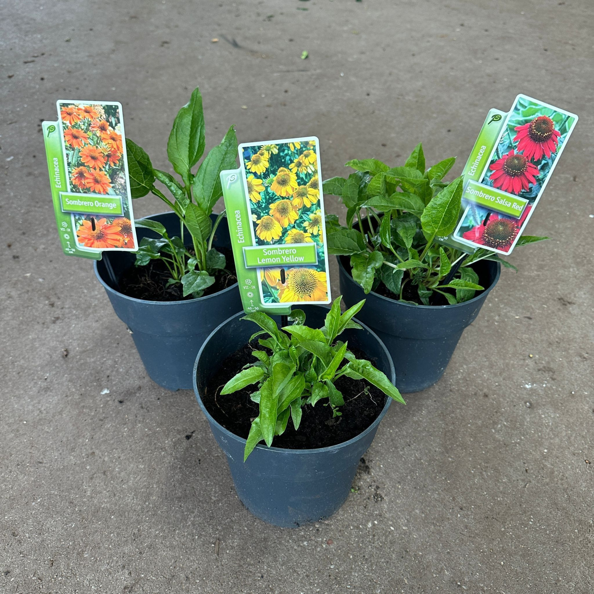 Echinacea 'Sombrero' (minimum order one layer), D 19