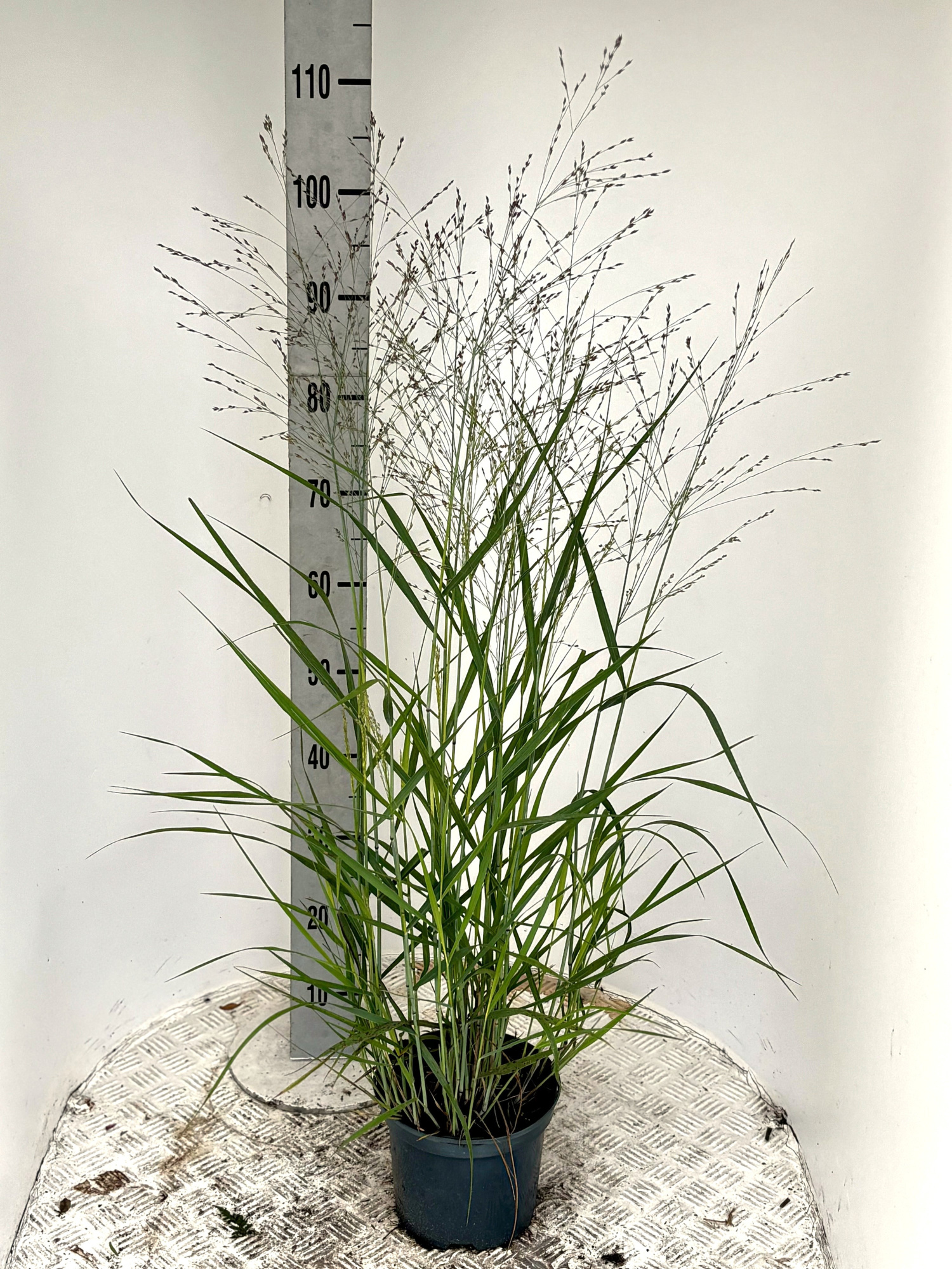 Panicum virg. 'Purple Tears', D 19