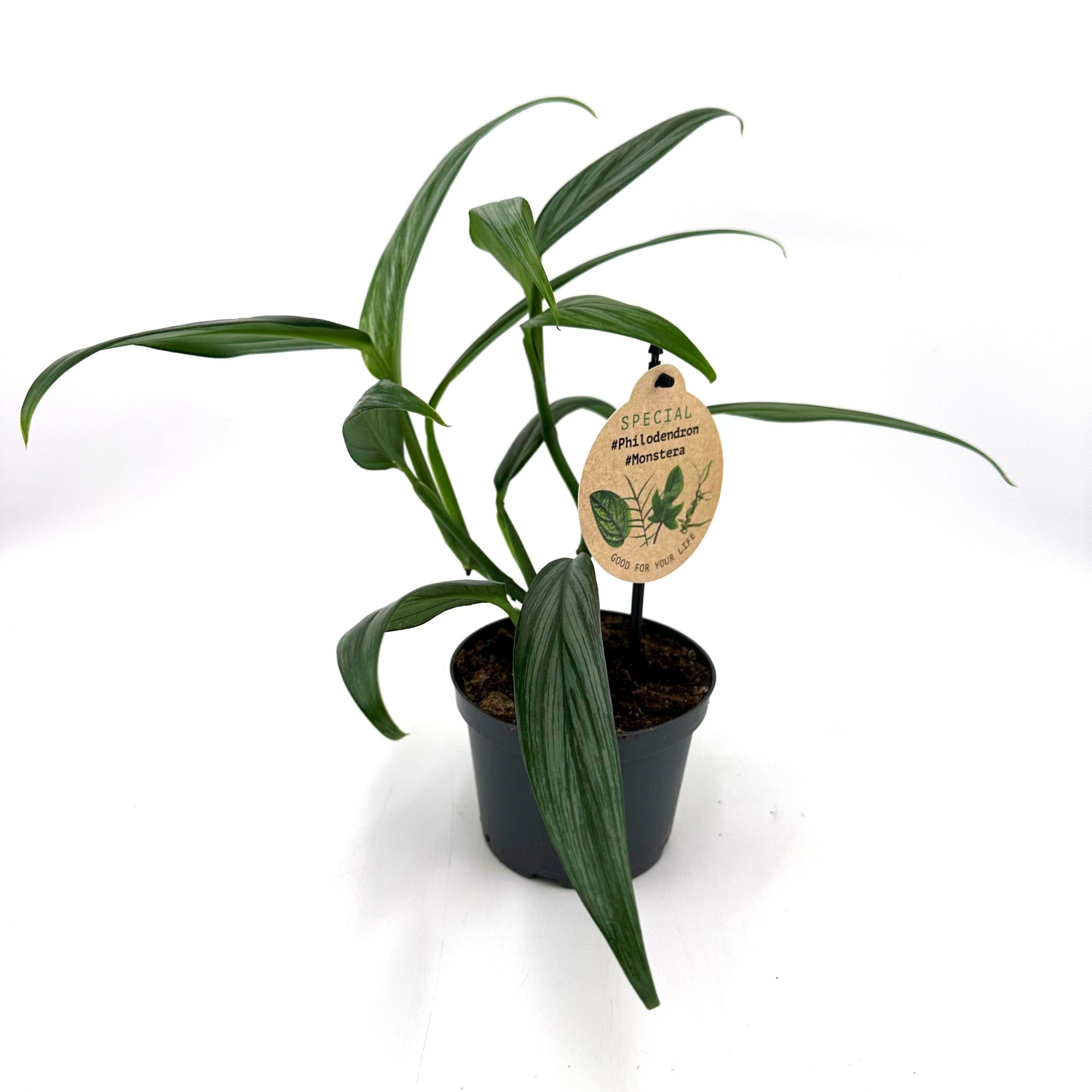 Epipremnum Amplissimum "Silver", D 12 cm