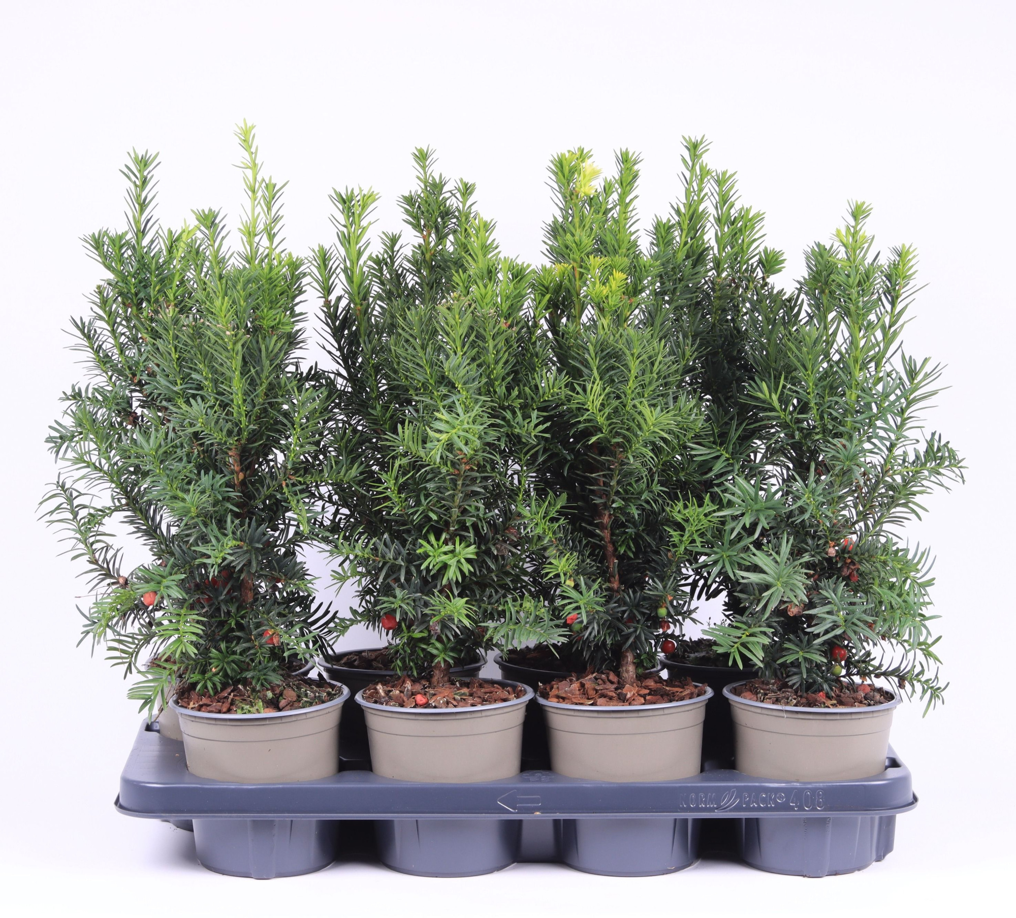 Taxus media 'Hicksii', D 13 cm