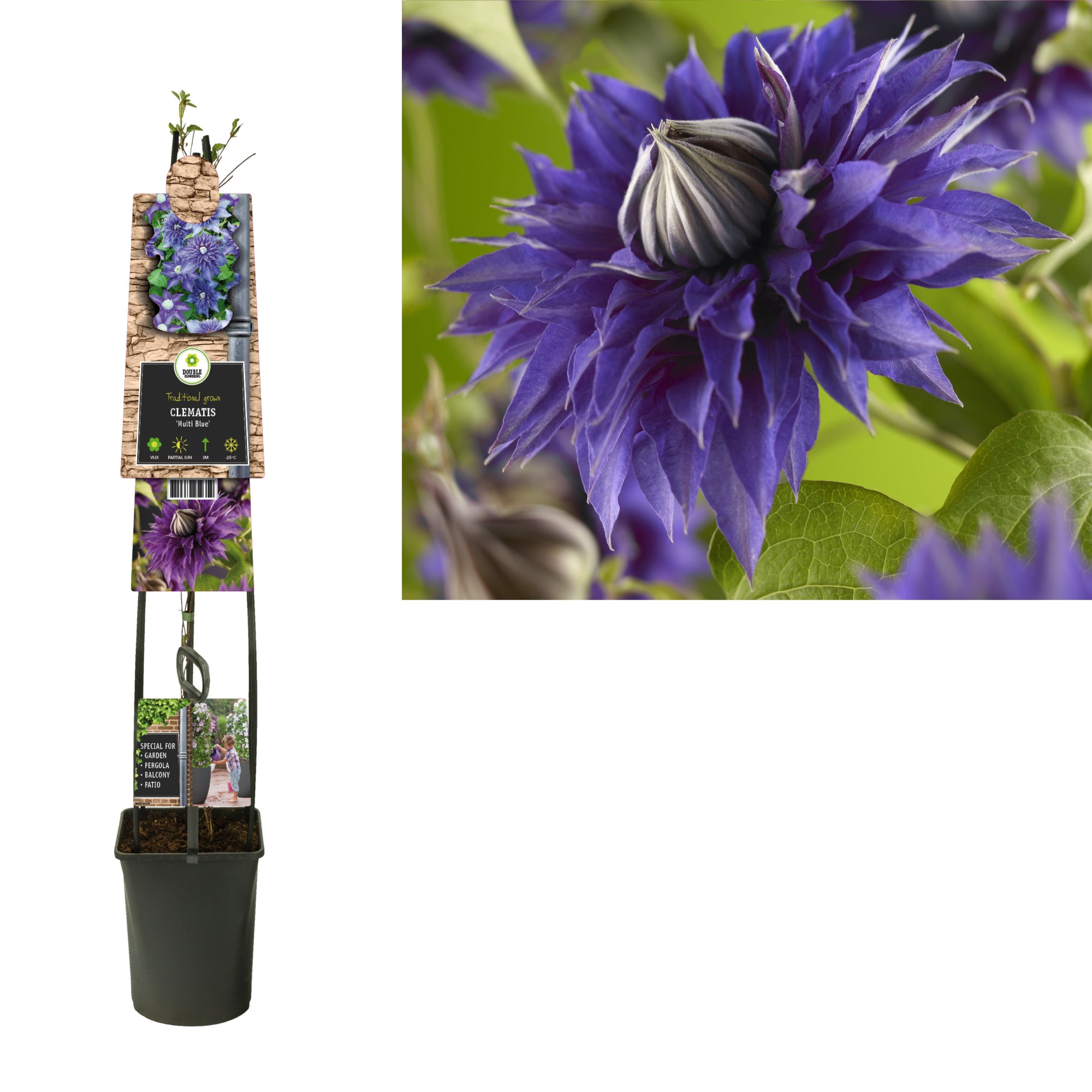 Clematis 'Multi Blue' +3.0 label, D 23 cm