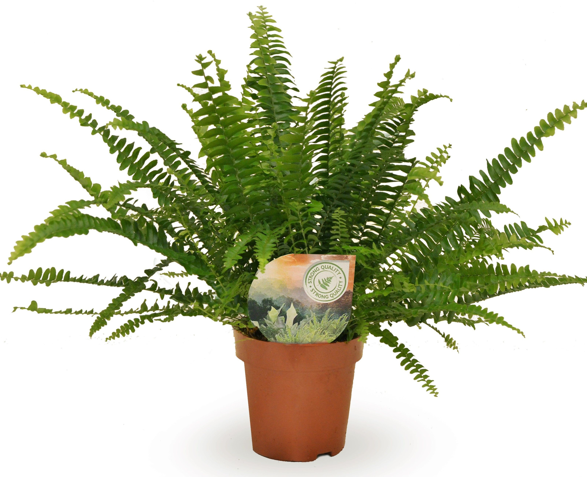 Nephrolepis Green Lady, D 12 cm