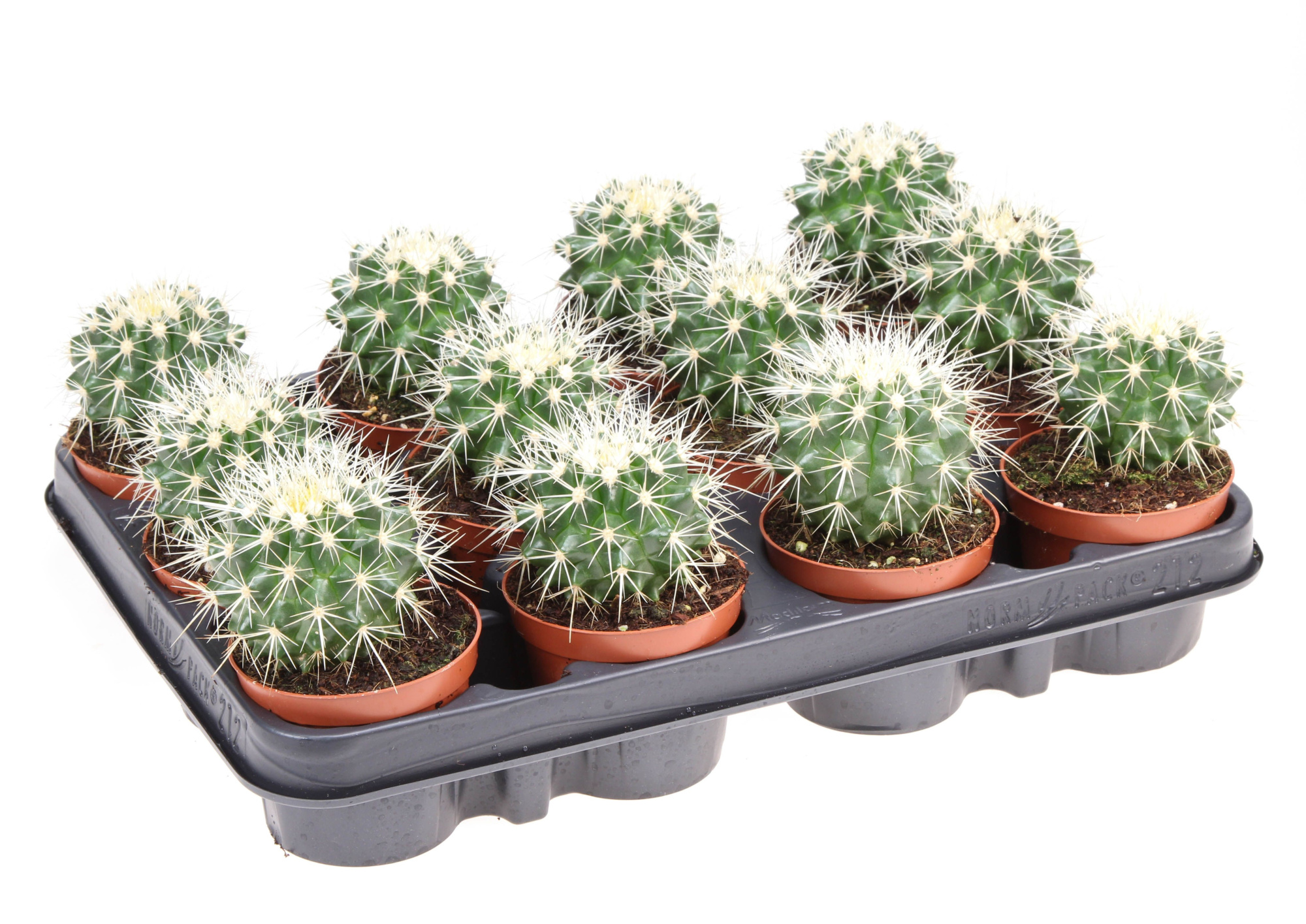 Echinocactus grusonii, D 8,5 cm