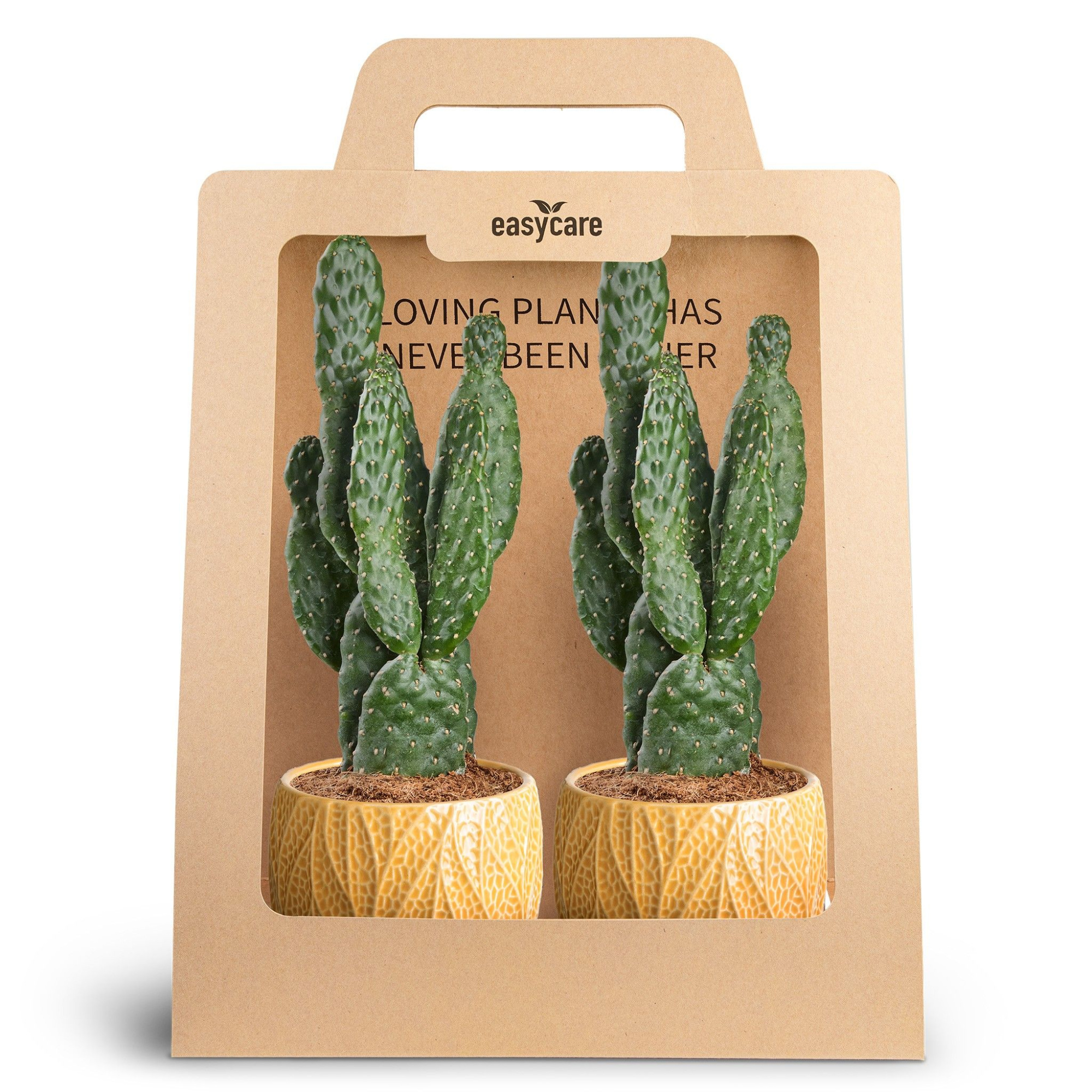 2-Pack Leaf Tangerine, Opuntia, D 10 cm