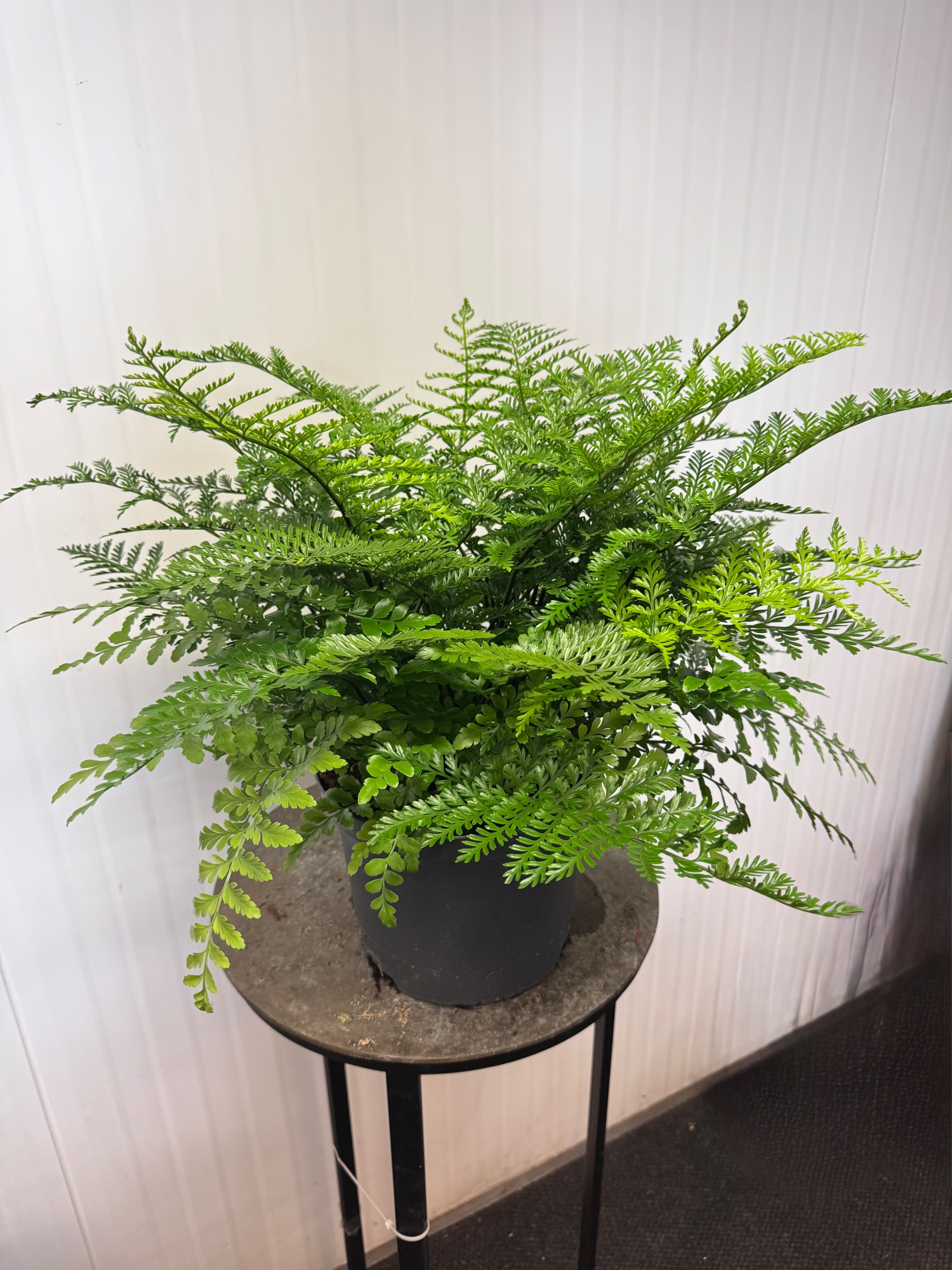 Asplenium Parvati 250725, D 23 cm