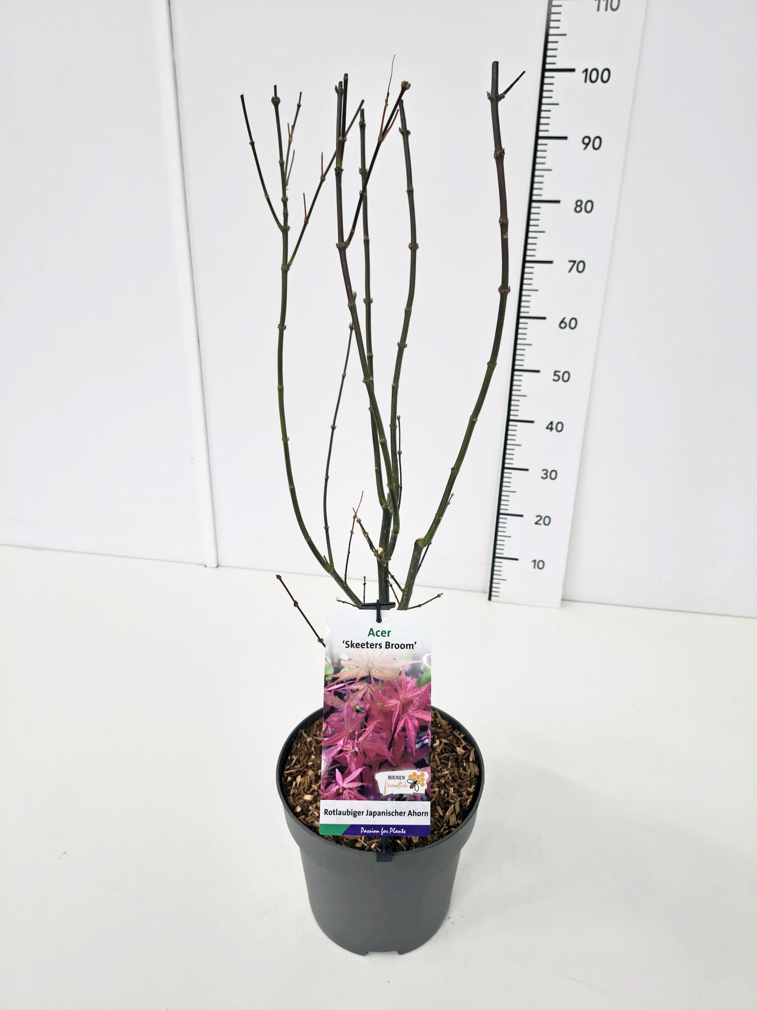 Acer palm. 'Skeeter's Broom' 80-100C7, D 25