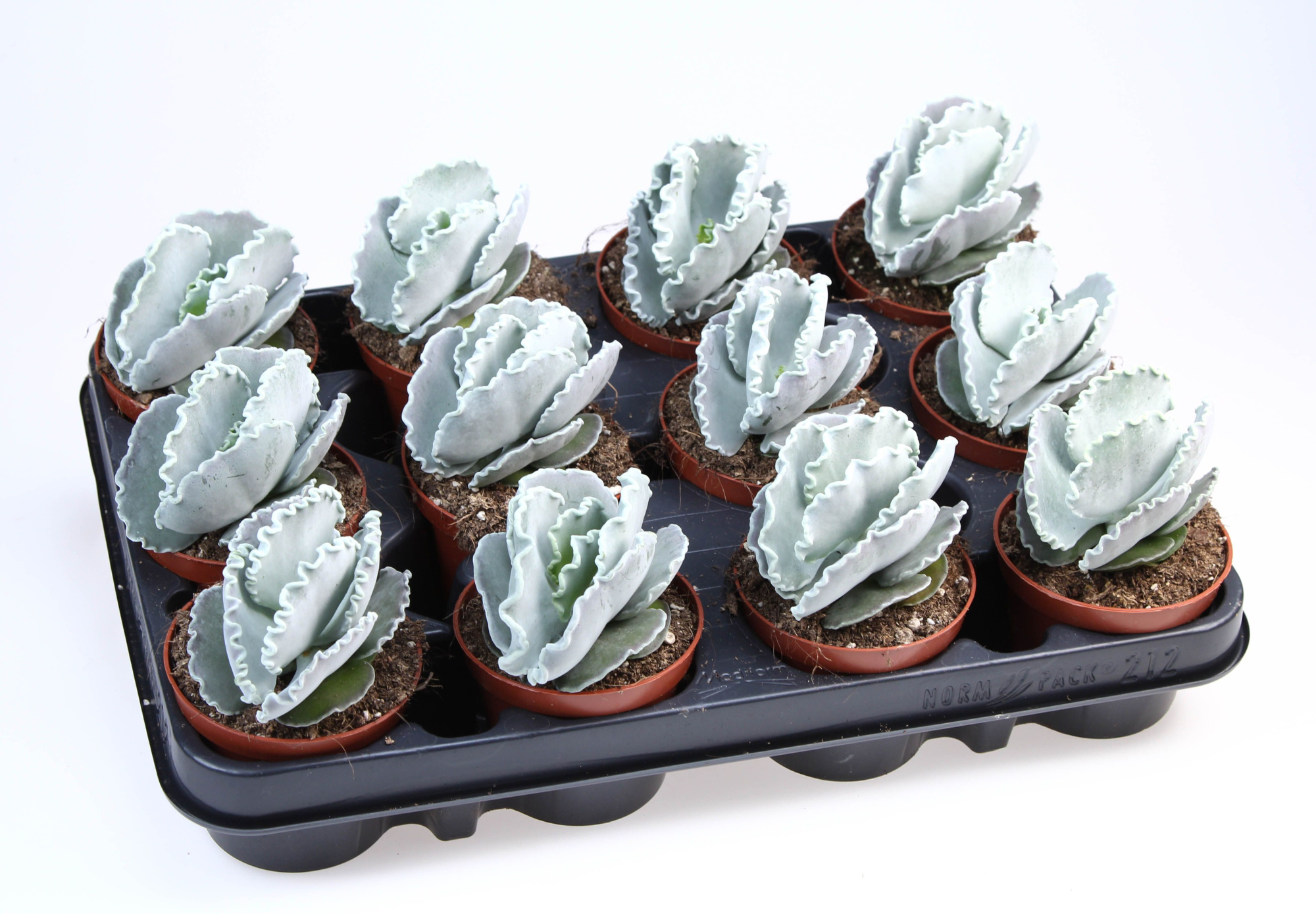 Cotyledon undulata, D 8,5