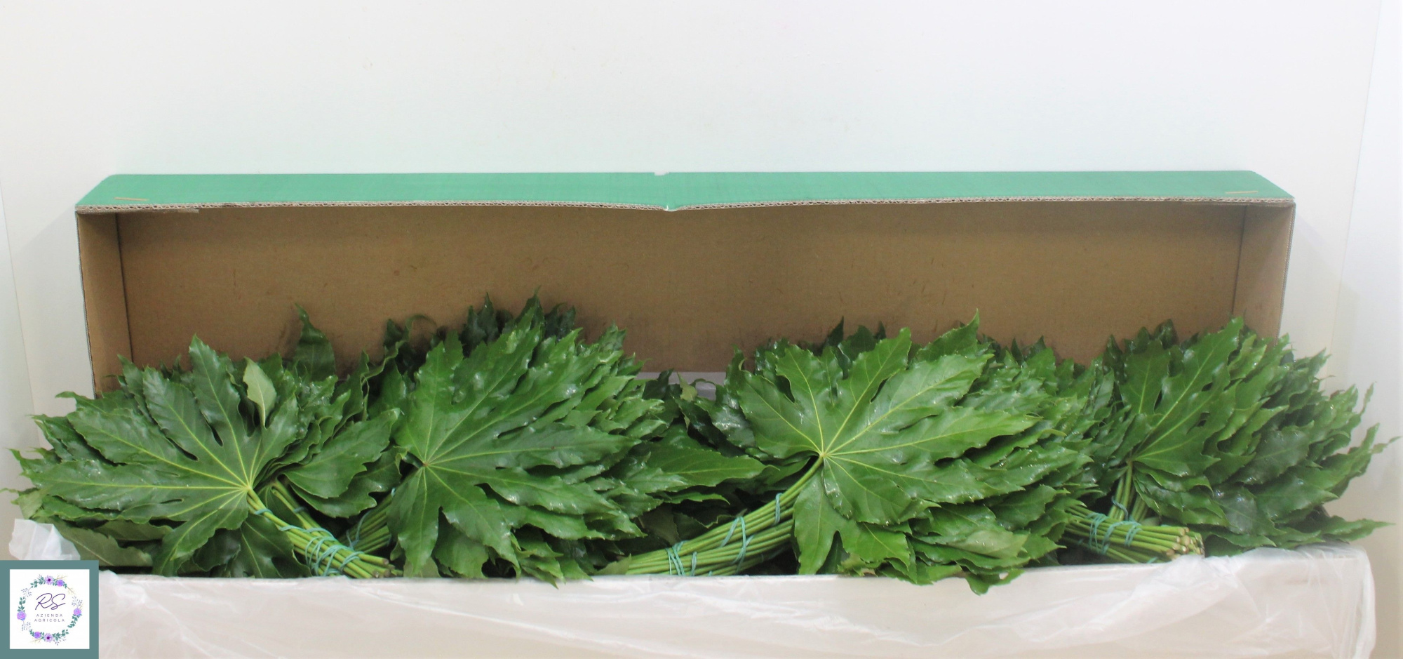 Аралия Японика (лист) 40, шт.