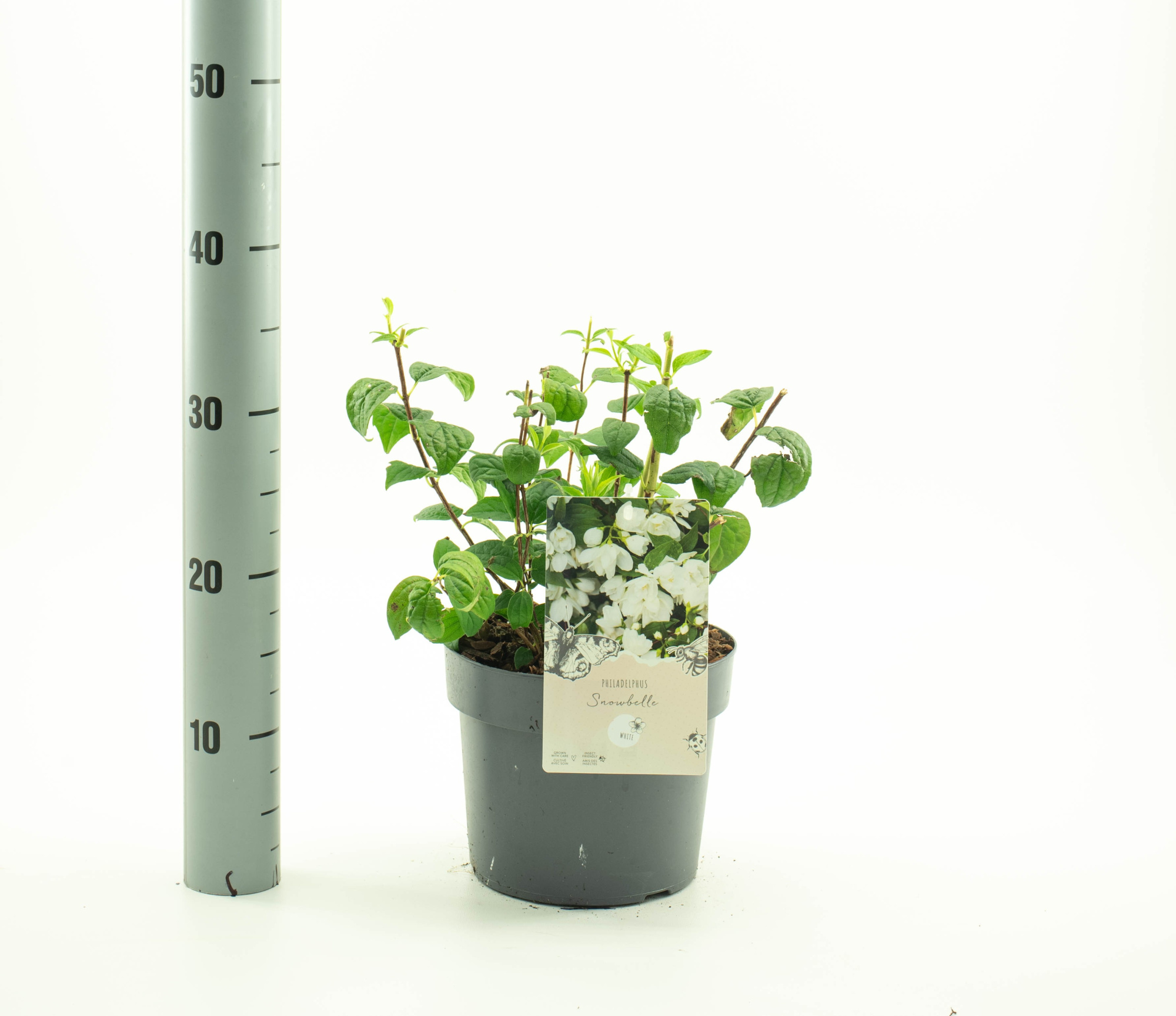 Philadelphus 'Snowbelle', D 19 cm