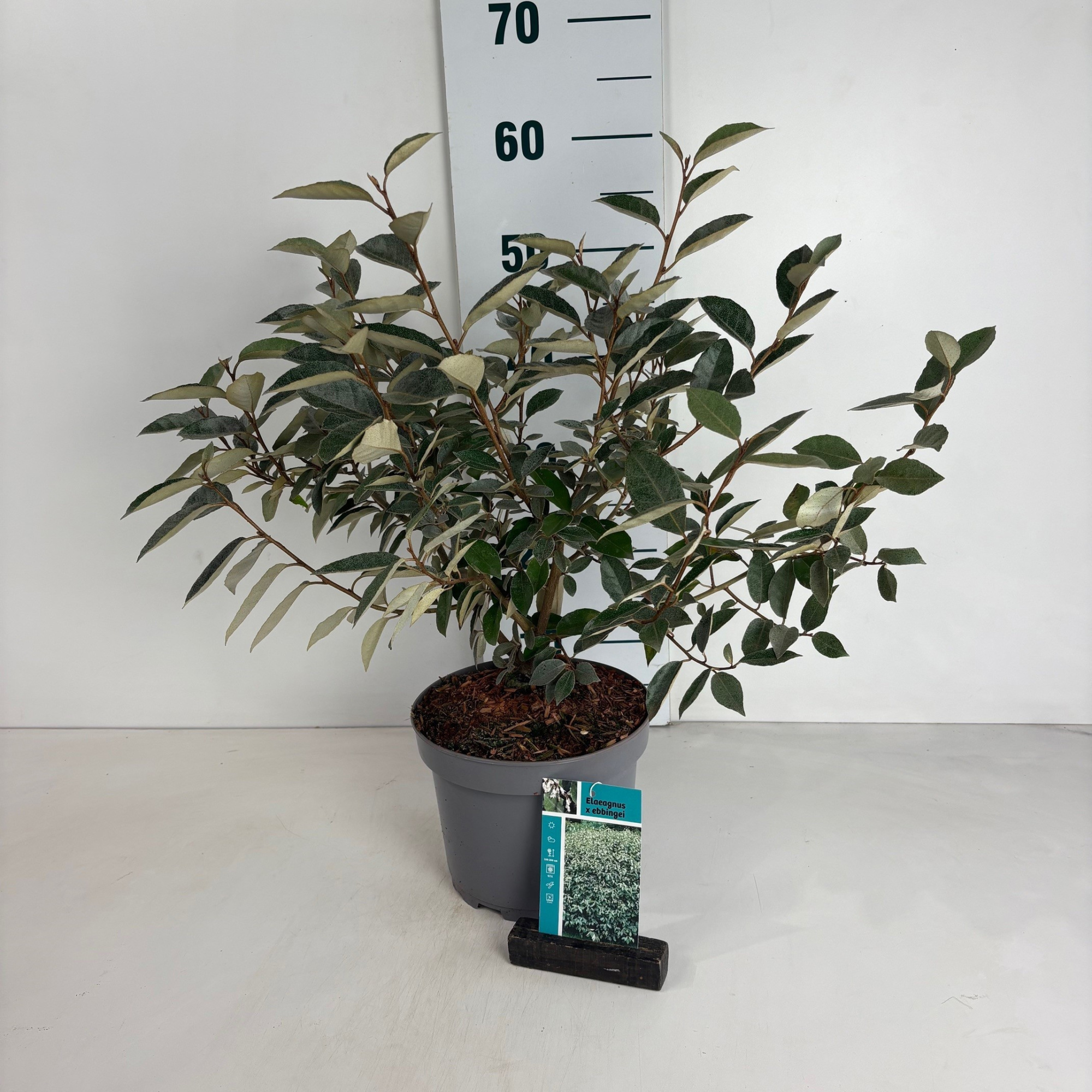 Elaeagnus ebbingei, D 20 cm