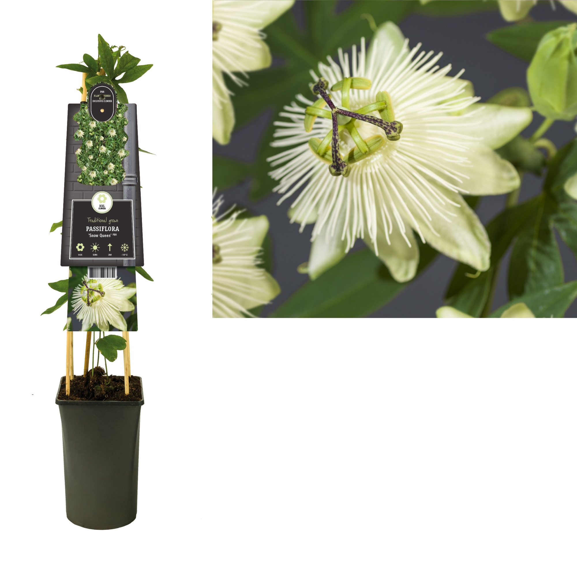 Passiflora 'Snow Queen' PBR +3.0 label, D 17 cm