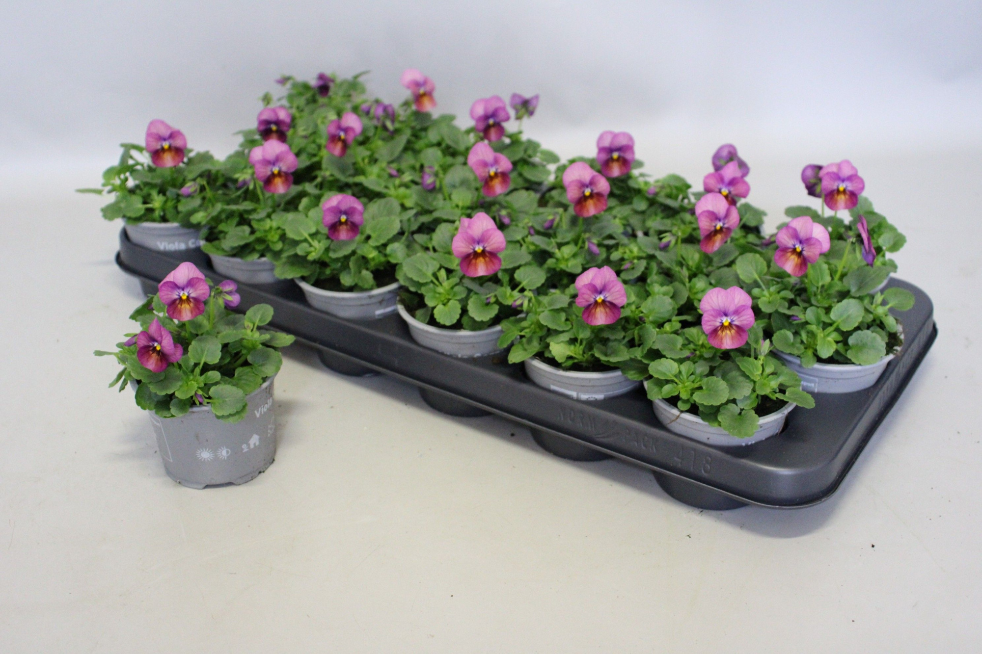 Viola cornuta 9 cm Plum Antique, D 9 cm