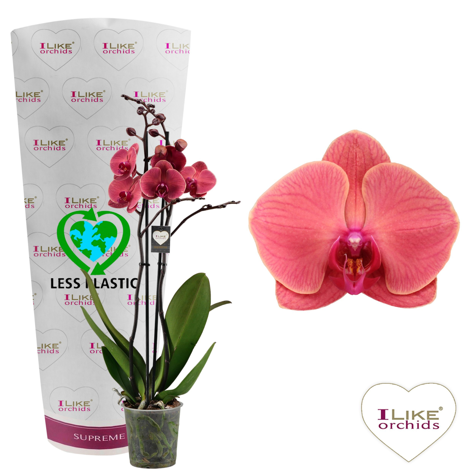 Phalaenopsis Asian Coral - 2 tak 70cm (Less Plastic), D 12 cm