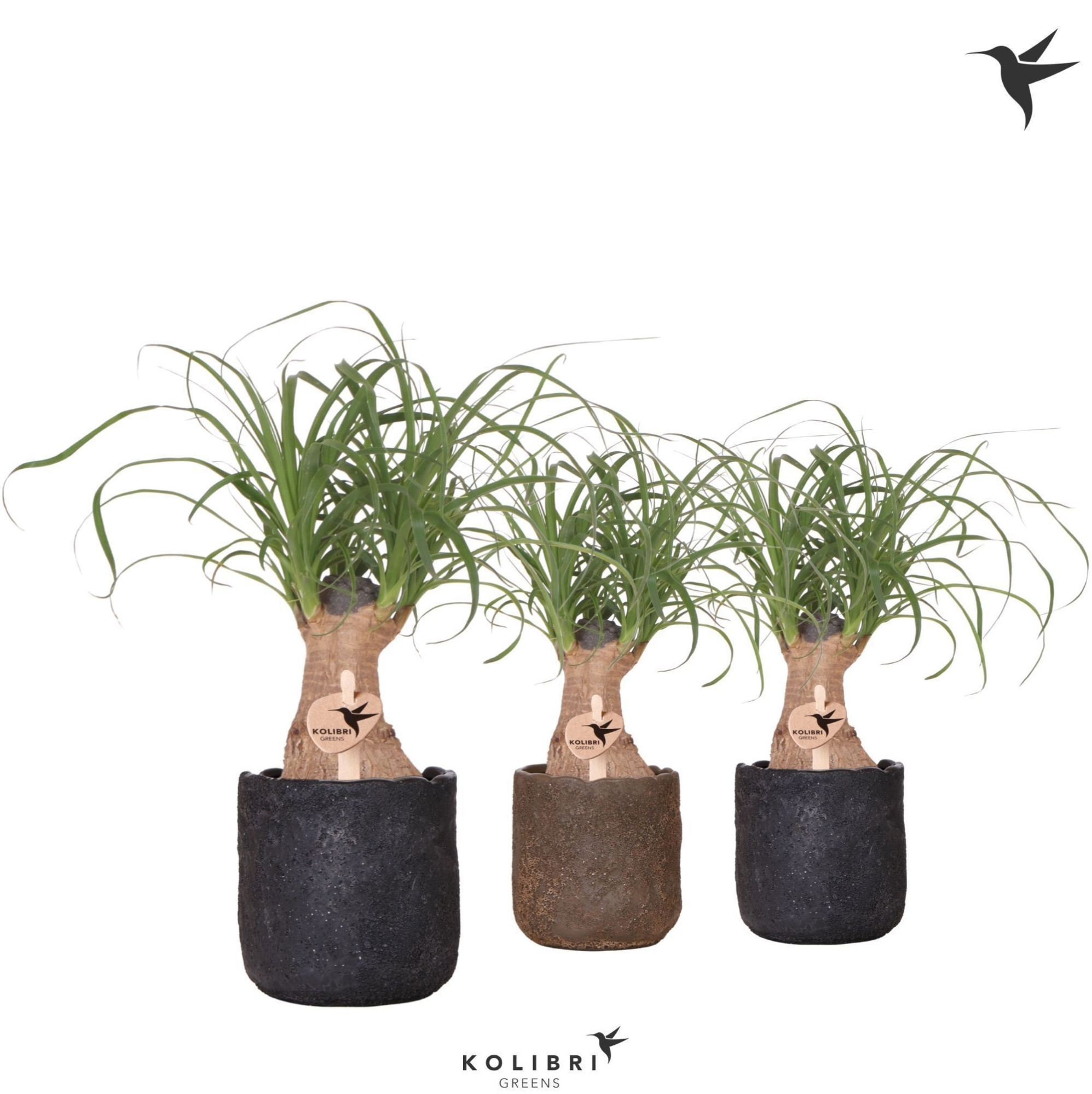 Kolibri Greens Beaucarnea in Moon pot mix, D 9 cm