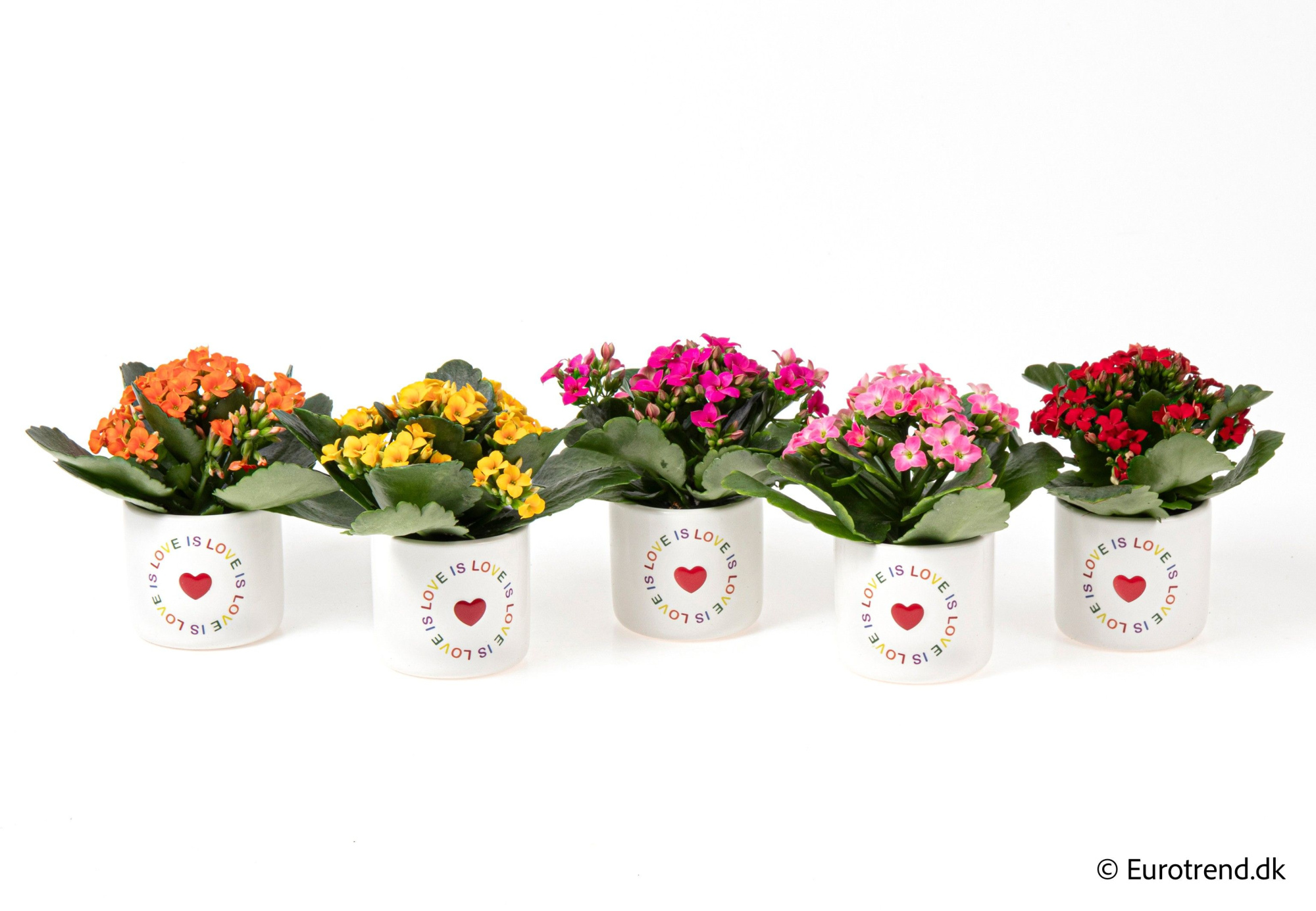 Kalanchoe in love is love ceramic - Spring, Summer & Autumn 2025, D 6 cm