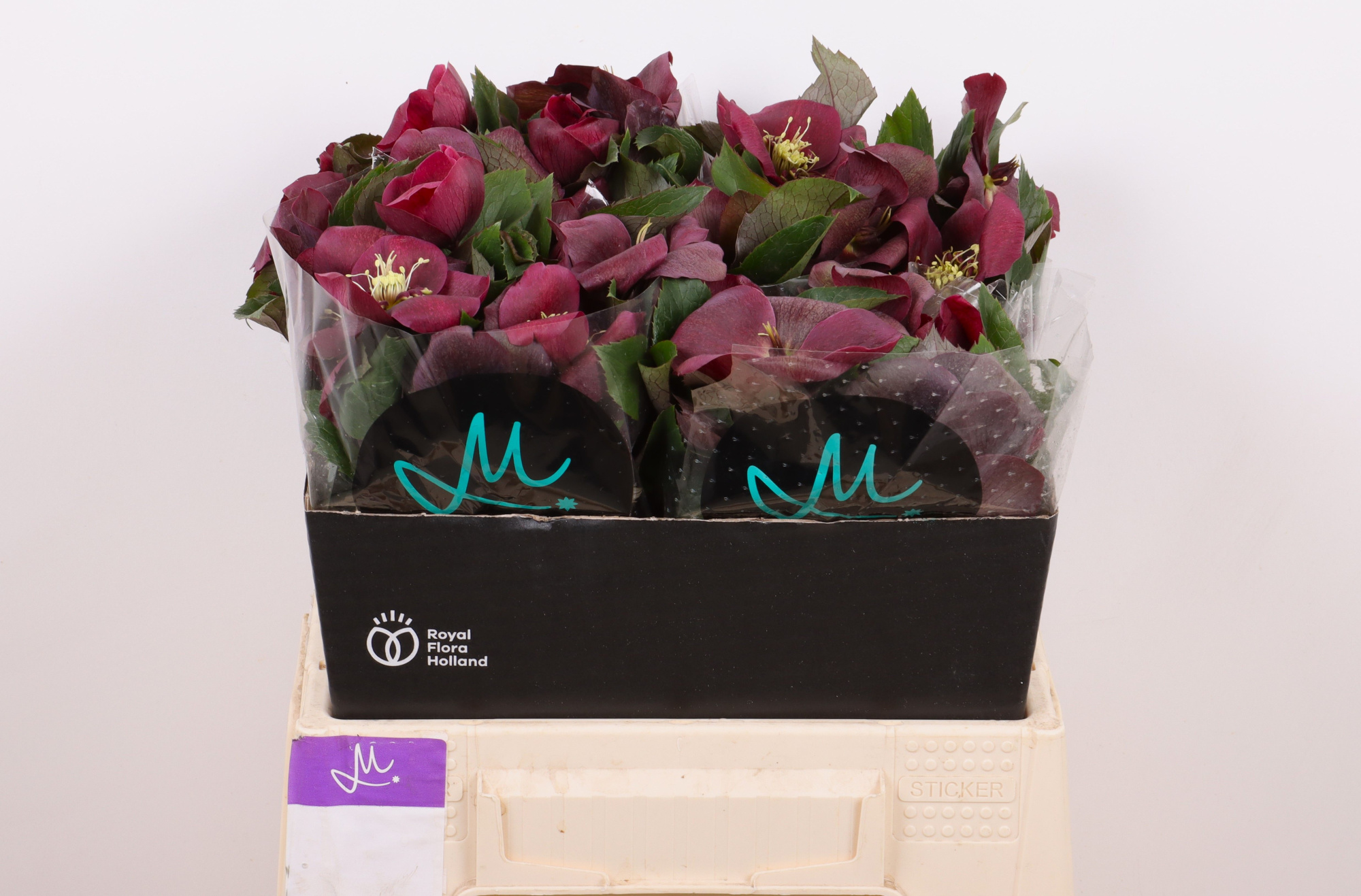 Хелеборус од. Маммут Рэд 40, шт.