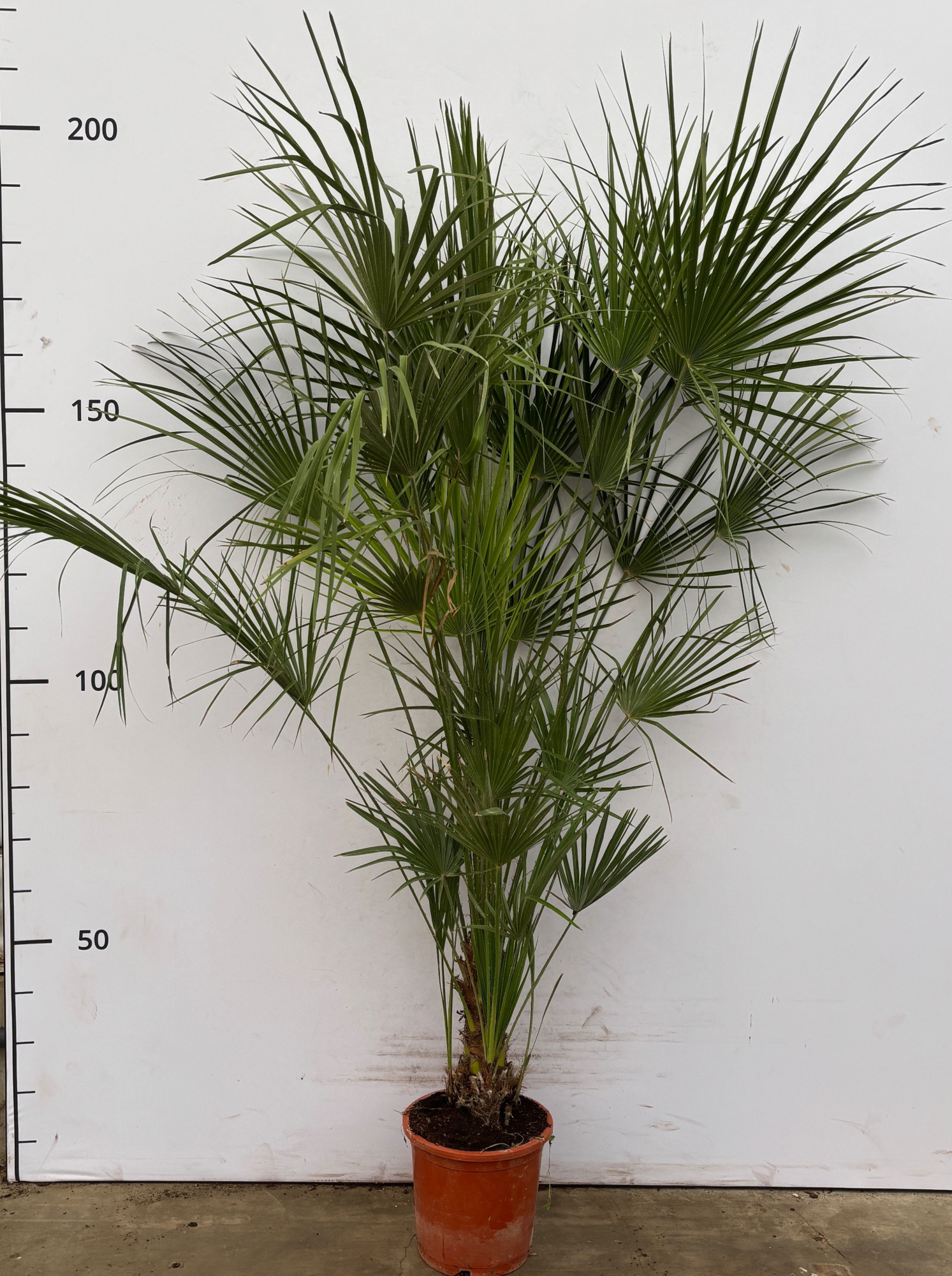 Chamaerops Humilis, D 27 cm