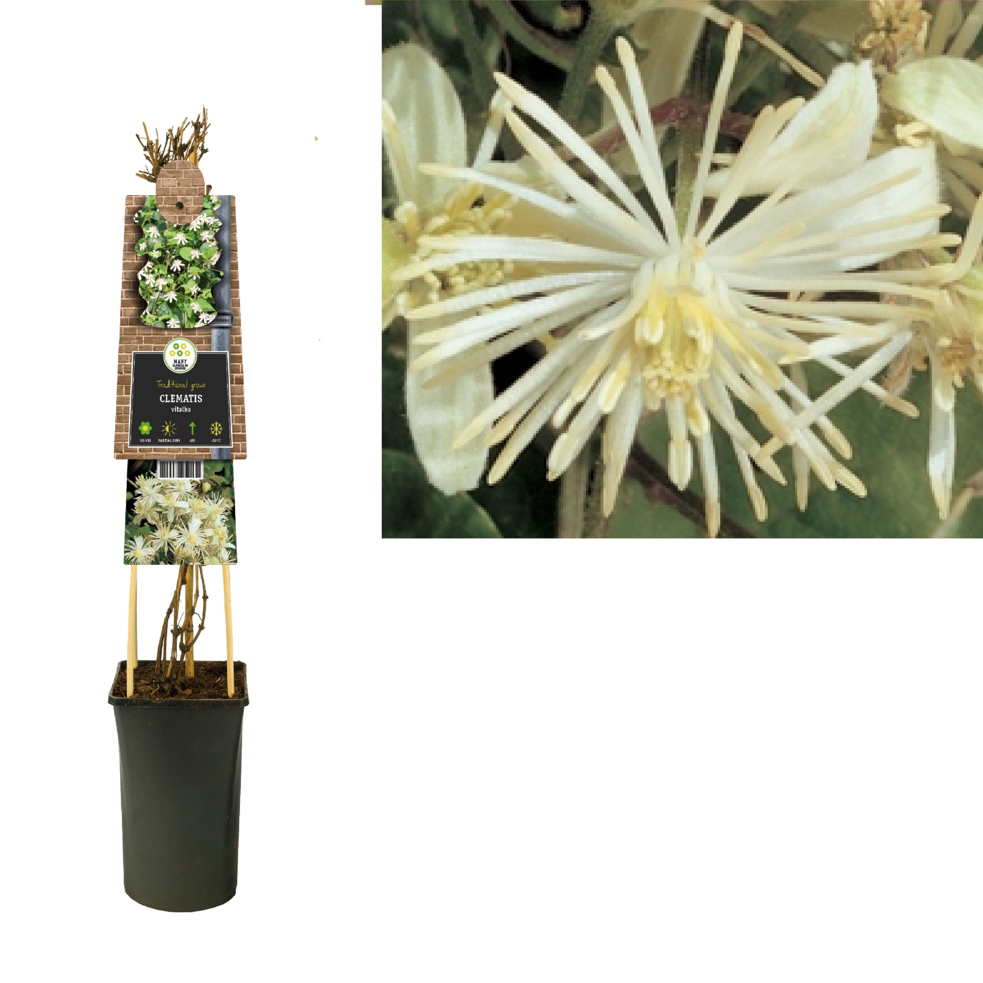 Clematis vitalba +3.0 label, D 17