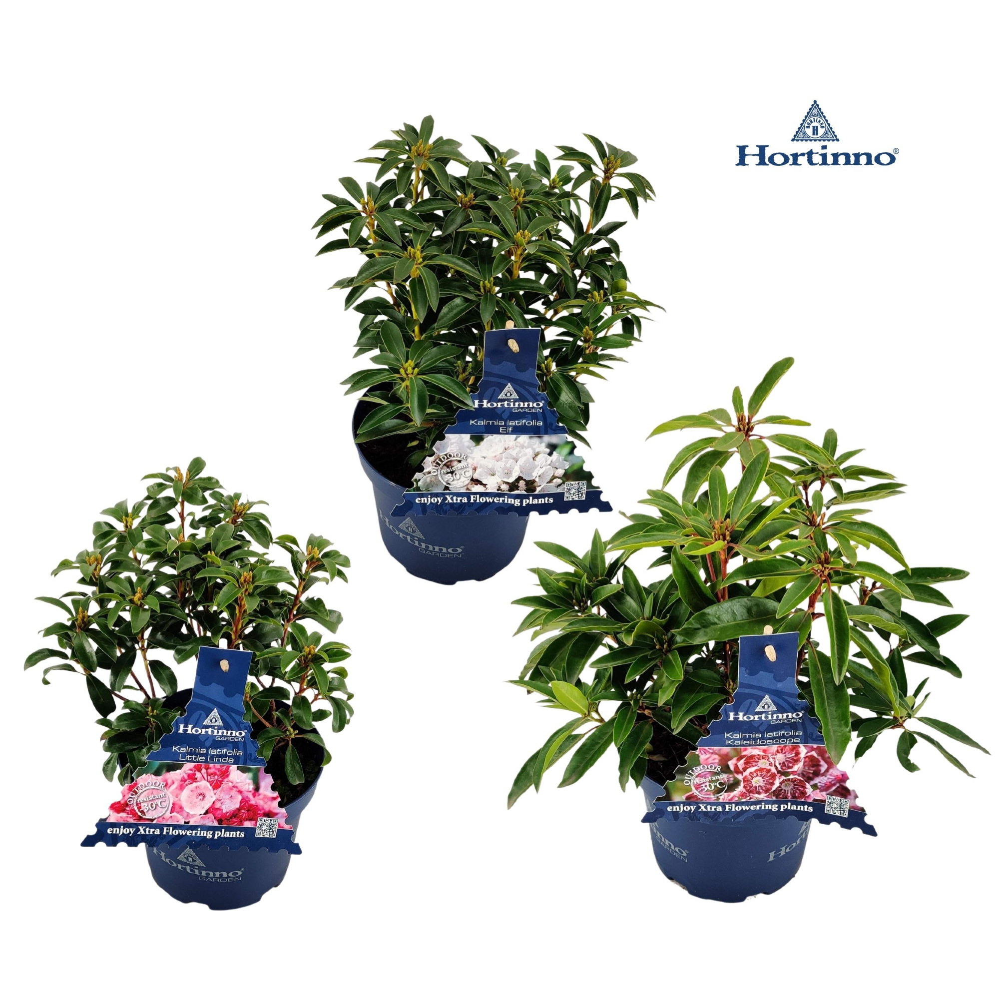 Kalmia Latifolia 20 - 30 /3 liter 'Mix', D 19 cm