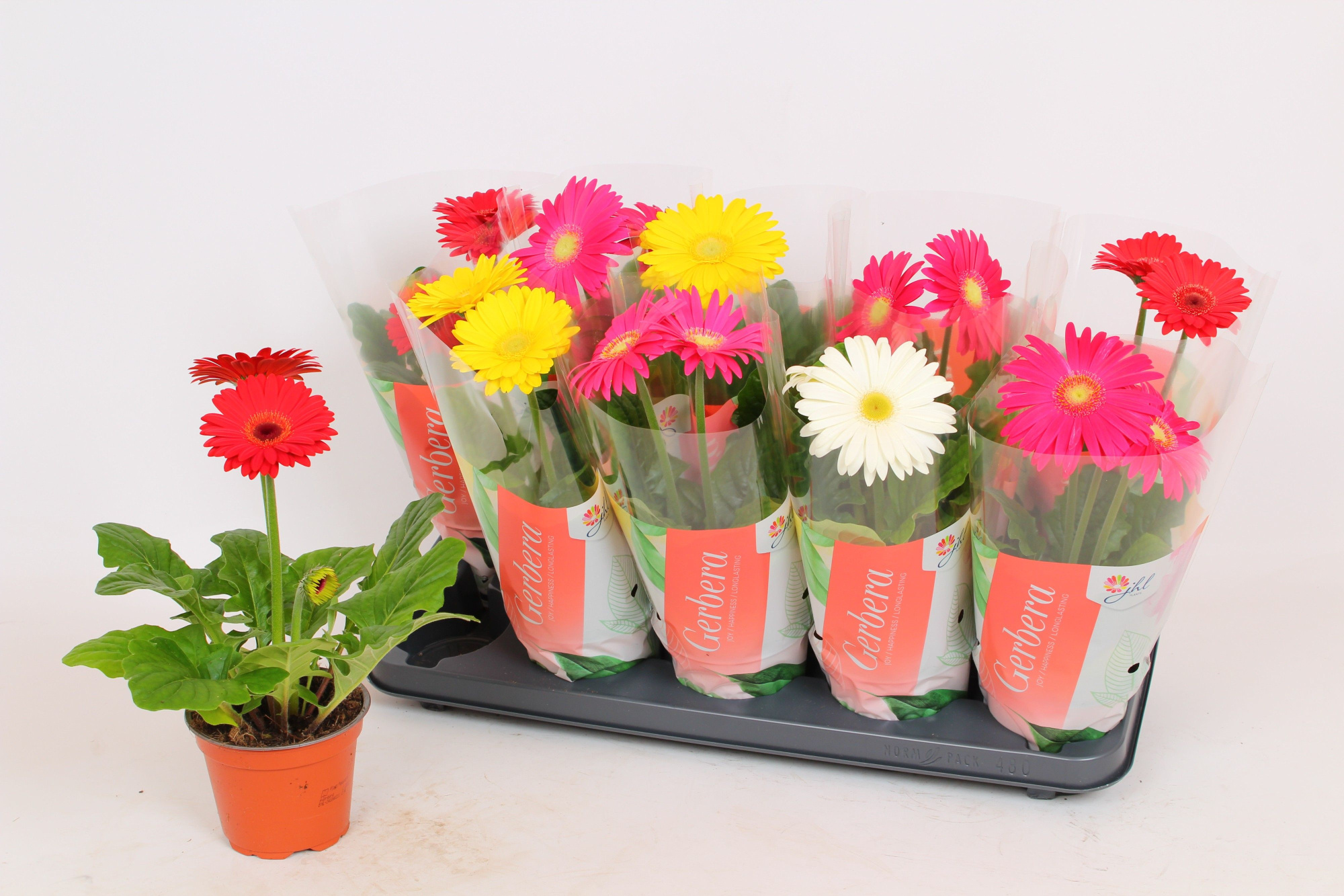Gerbera Colourgame (35), D 12 cm