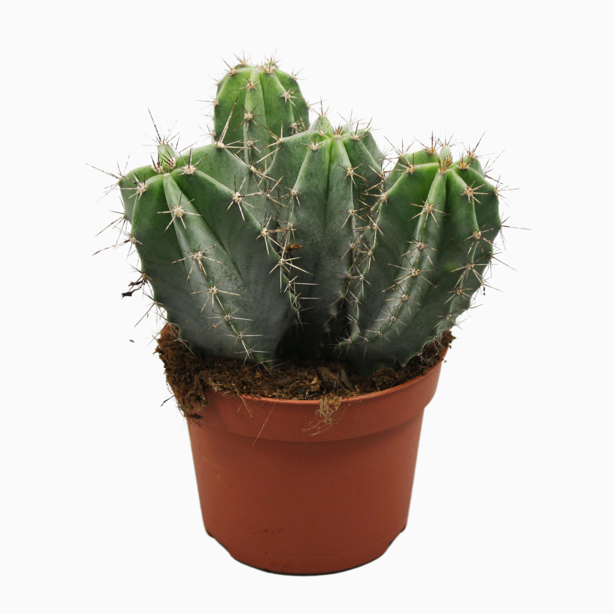 Ritterocereus urbaneus 13 cm, D 13