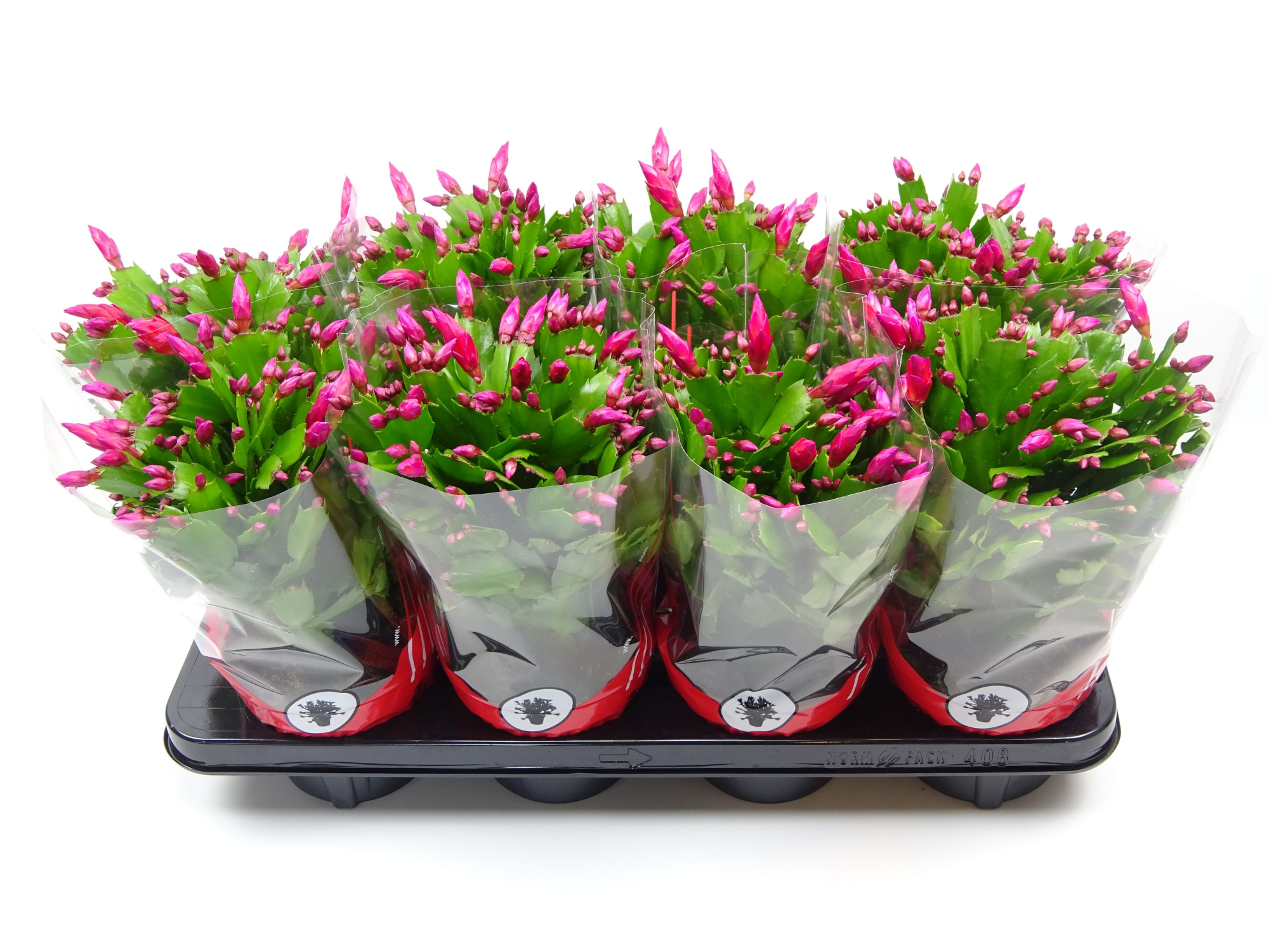 Schlumbergera 13 cm rood, D 13