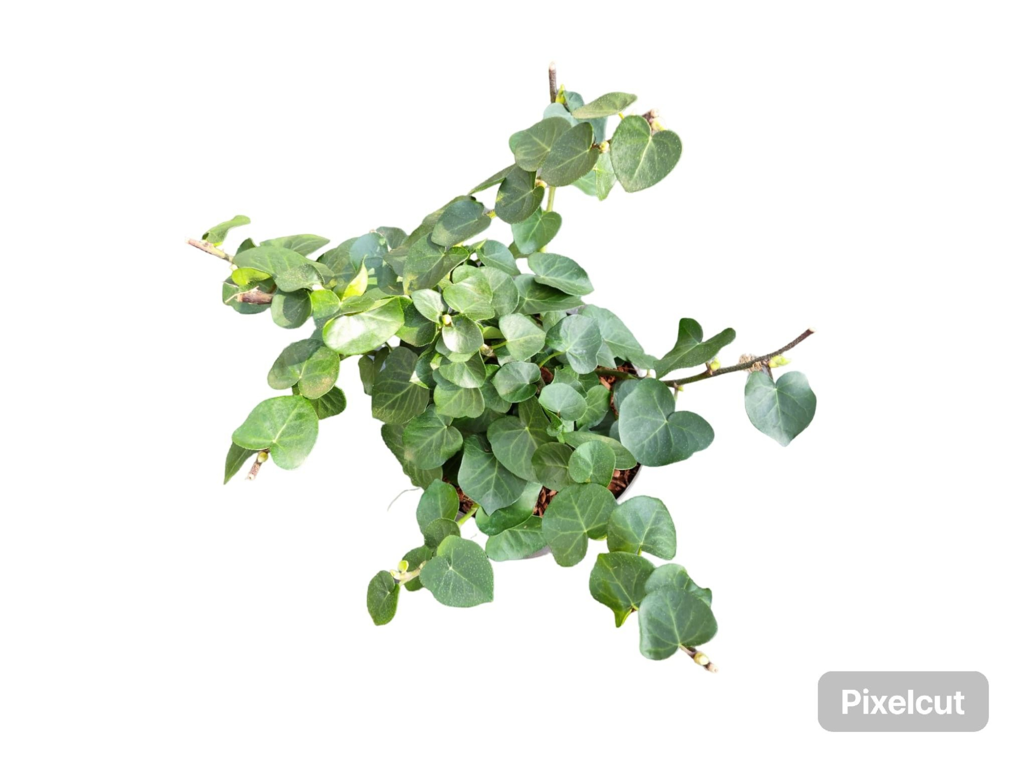 Hedera hib. Arbori Compact, D 17 cm