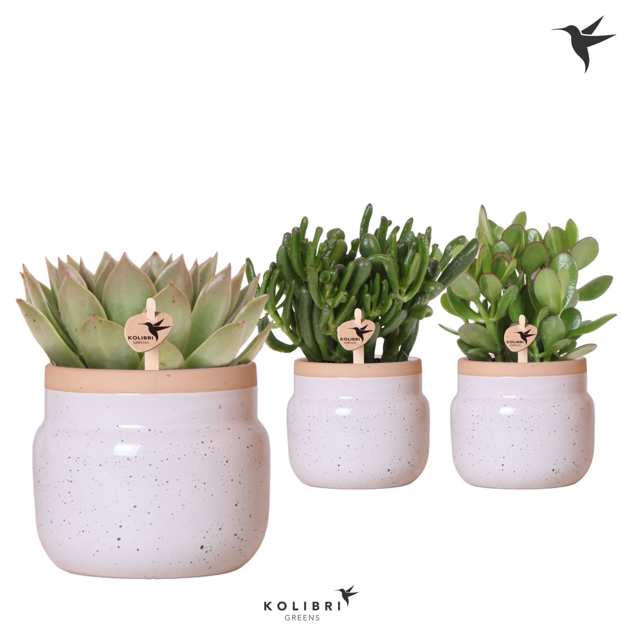 Kolibri Greens Succulenten mix in Vintage Bowl pot white, D 12 cm