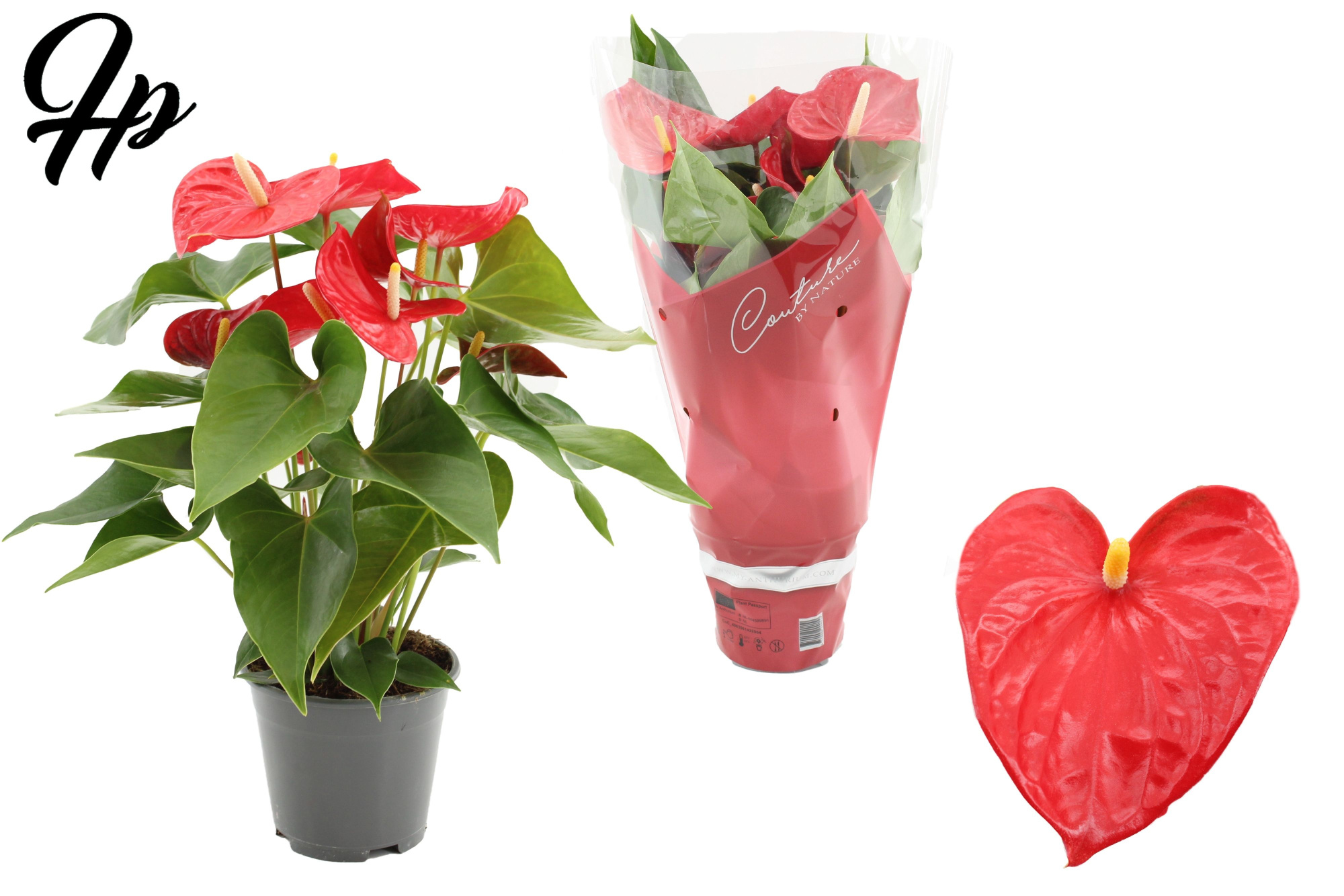 Anthurium 14 cm Casparo in Couture sleeve, D 14 cm