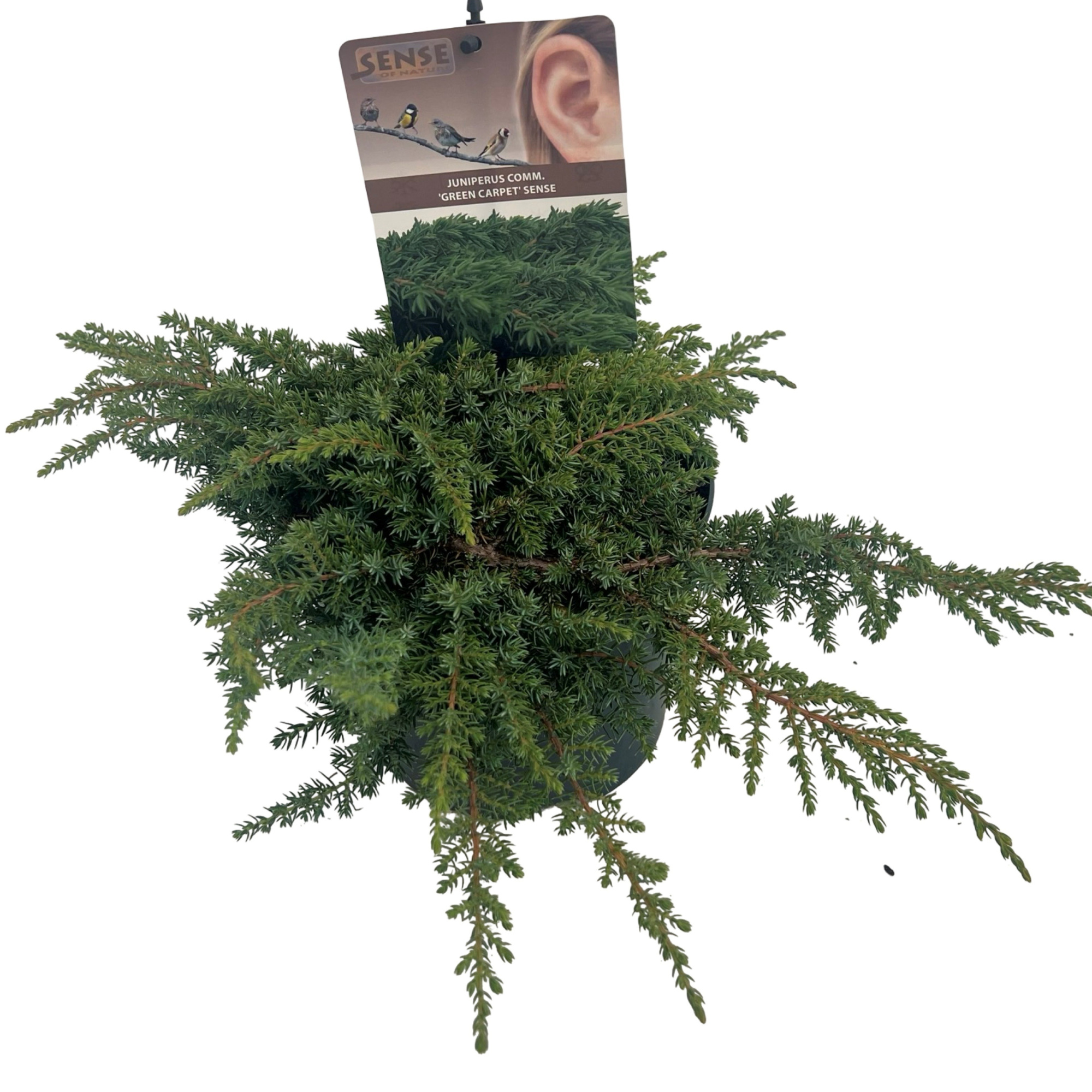 Juniperus comm. 'Green Carpet' sense, D 17