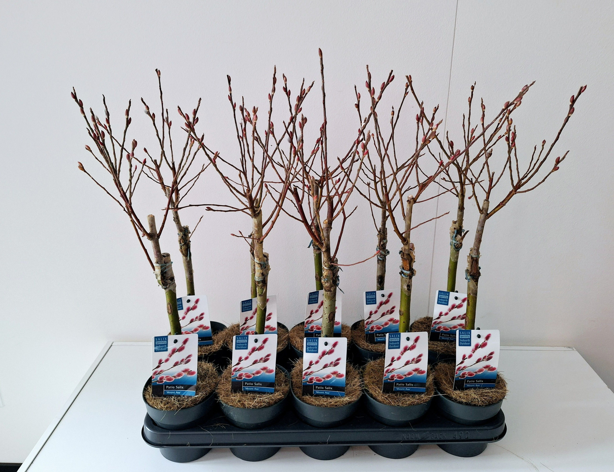 Salix Mount Aso stam 30, D 12